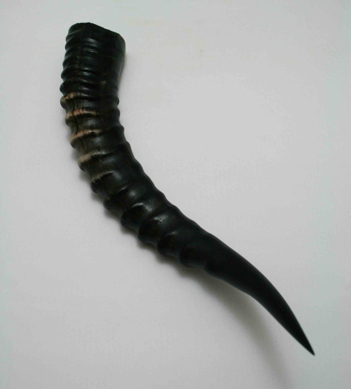 NB301JS6 Blesbok Whole Horn