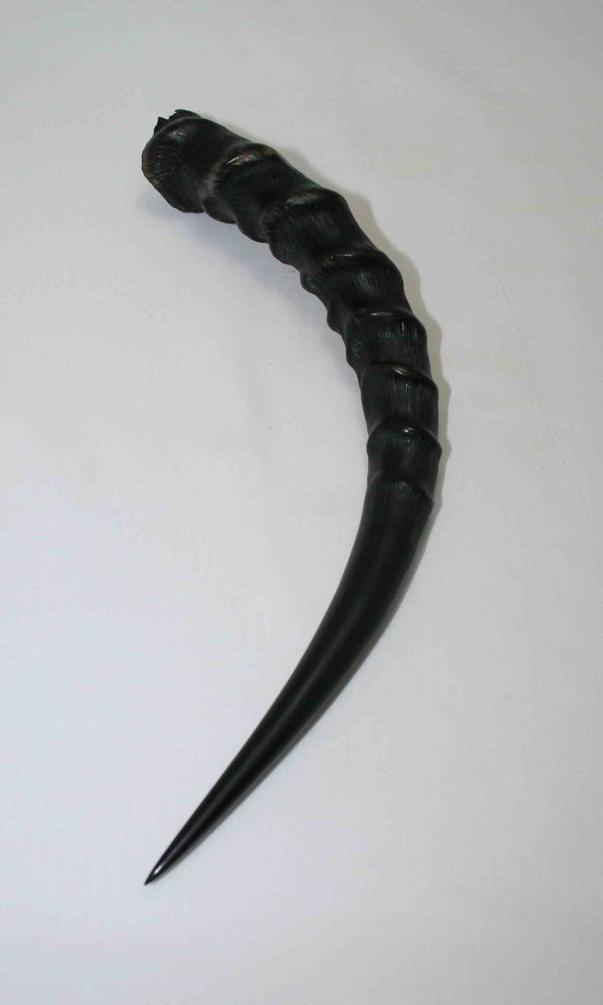 NB301LG10 Blesbok Whole Horn