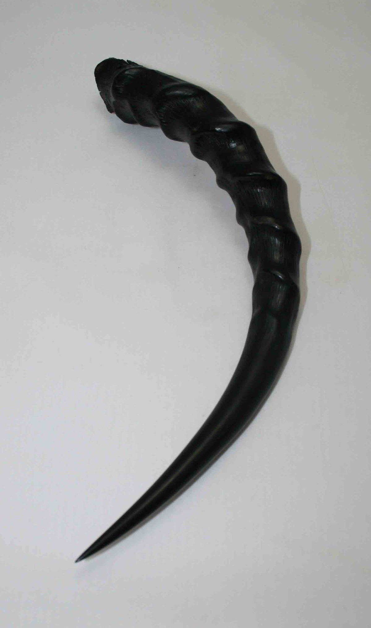 NB301LG11 Blesbok Whole Horn