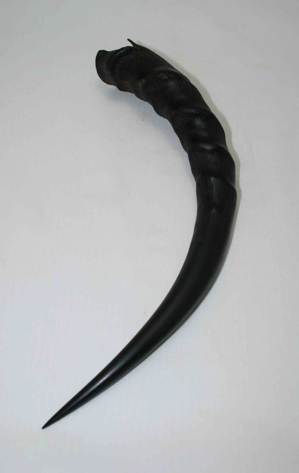NB301LG2 Blesbok Whole Horn