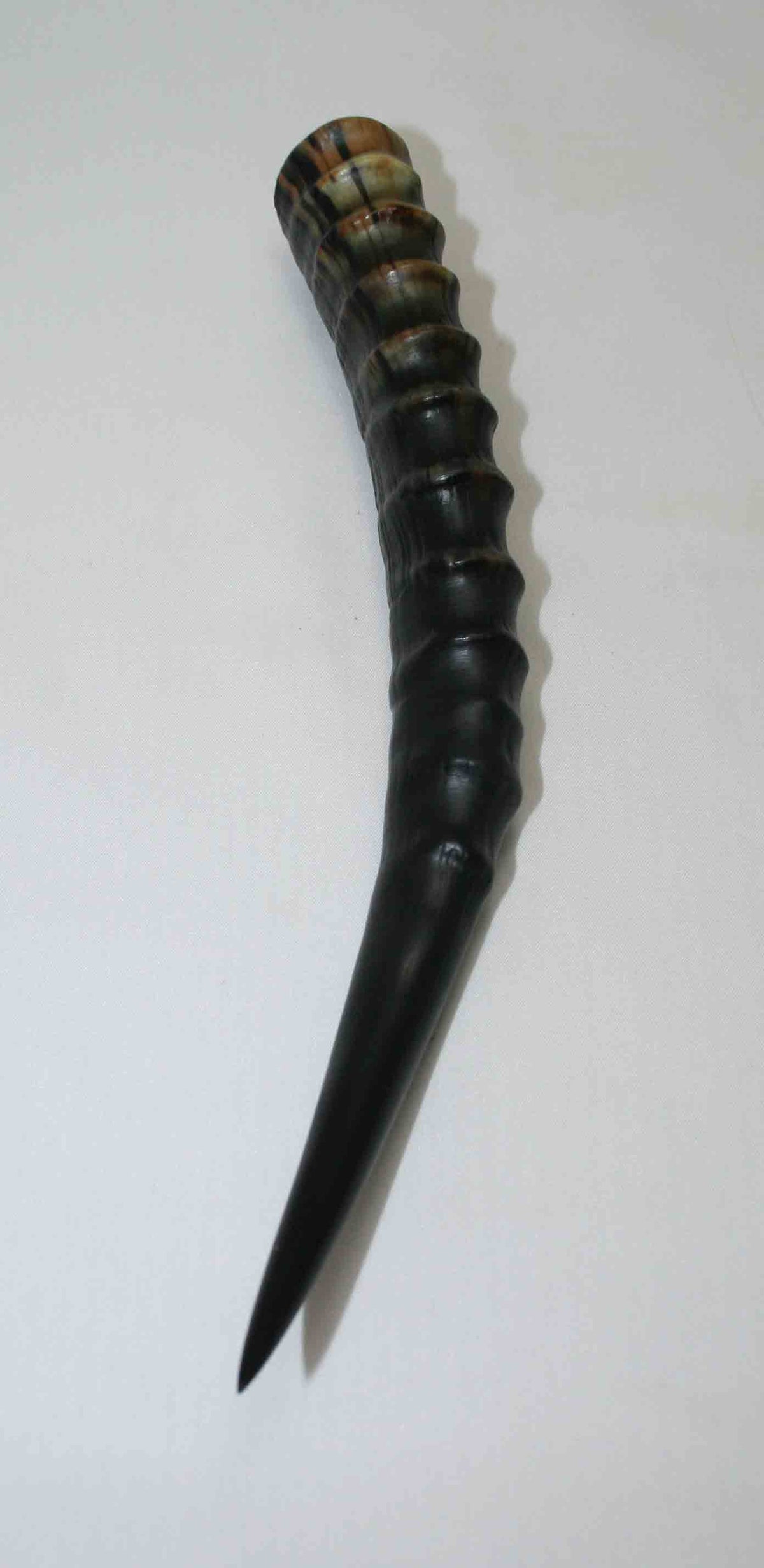 NB301LG4 Blesbok Whole Horn
