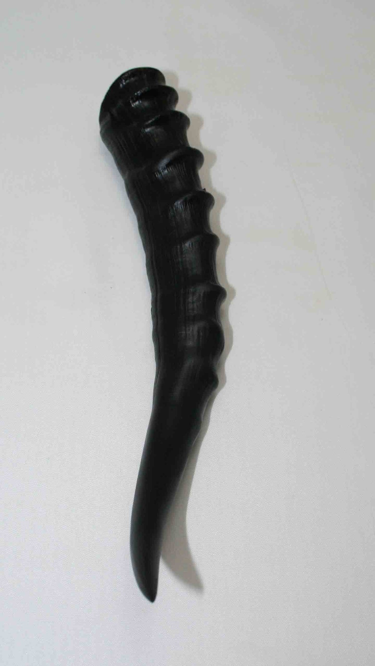 NB301LG5 Blesbok Whole Horn