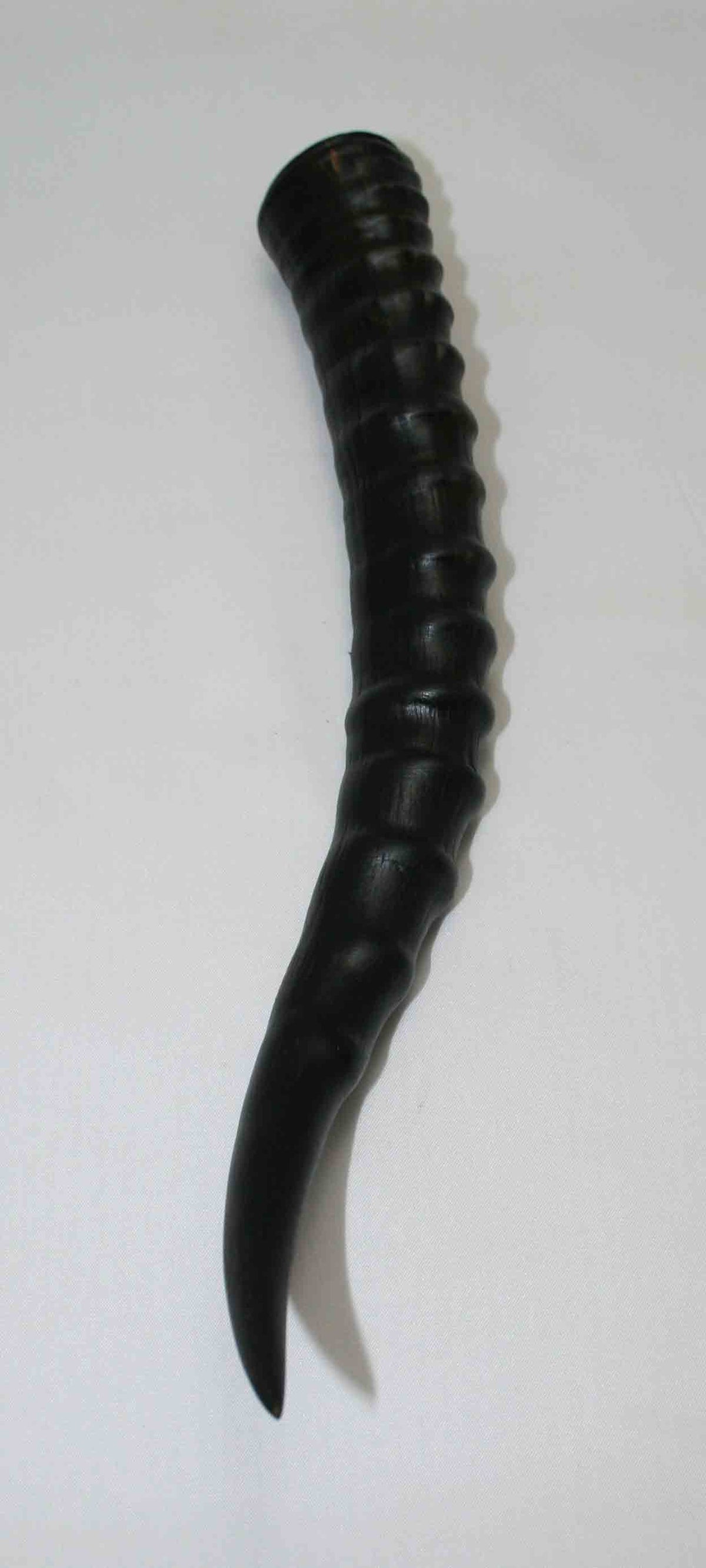 NB301LG6 Blesbok Whole Horn