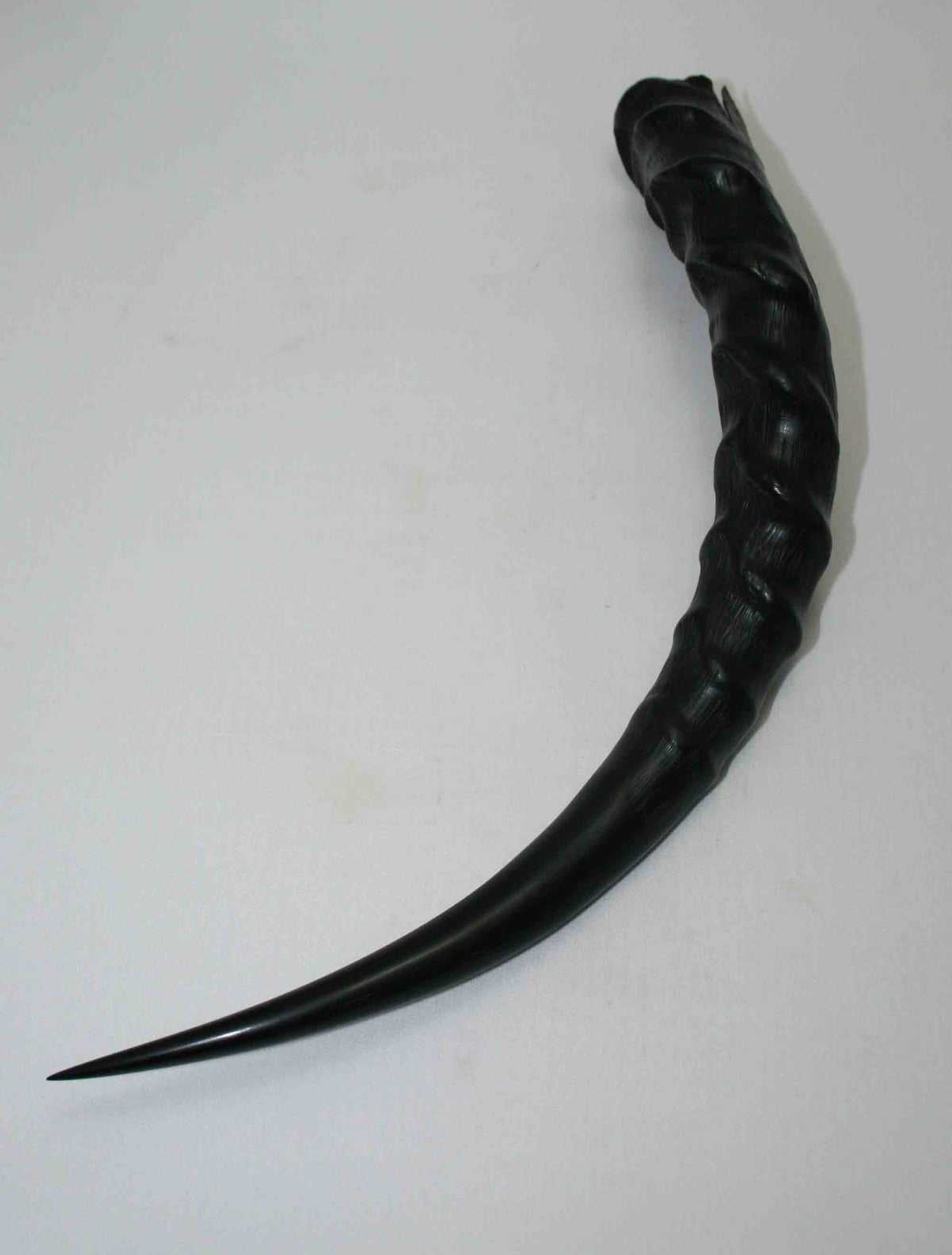 NB301MMA1 Blesbok Whole Horn