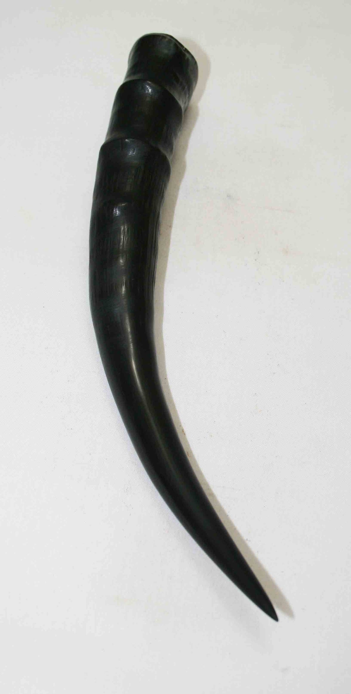 NB301NA1 Blesbok Whole Horn 7.25" x Top End 1.31" x 0.91"inch