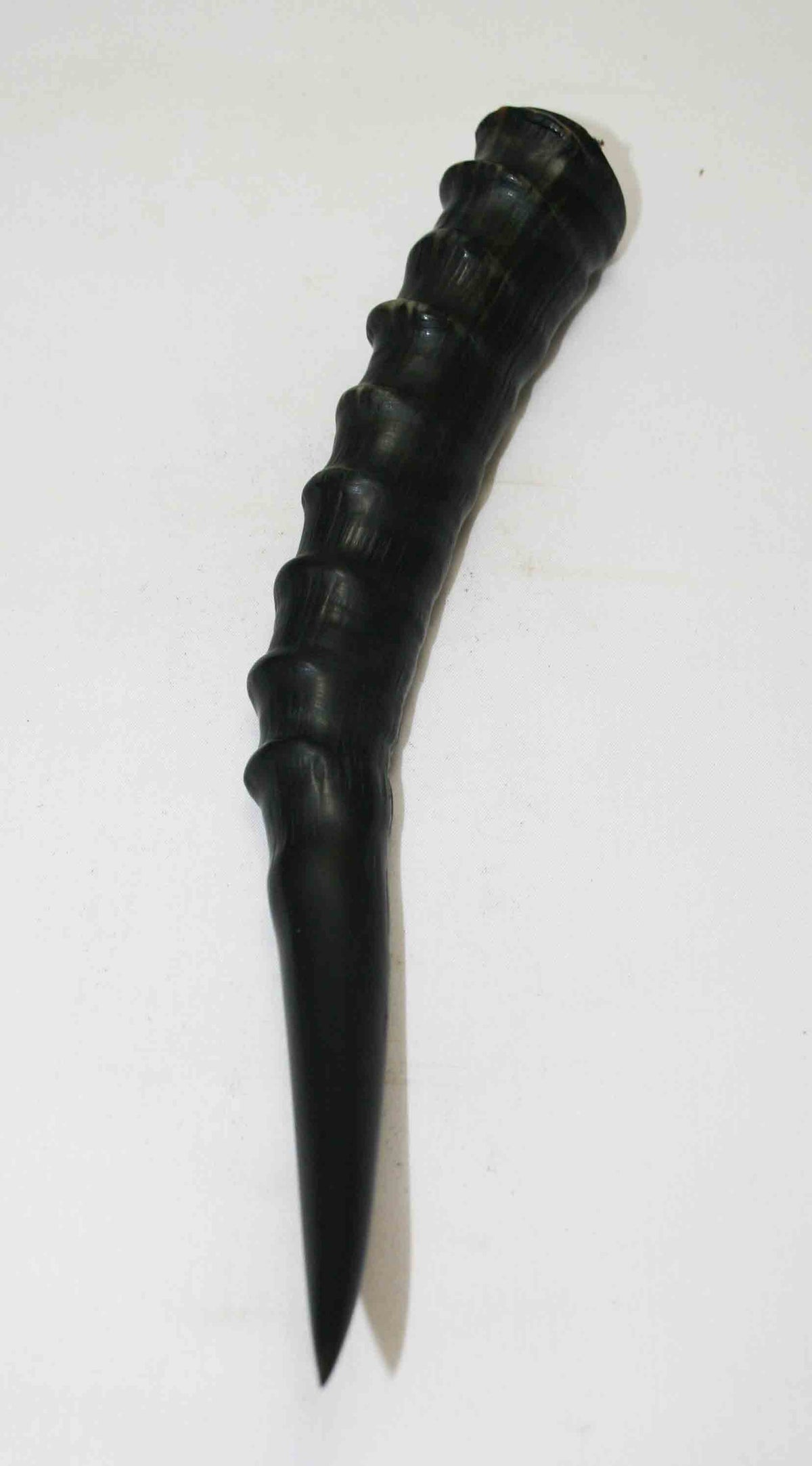 NB301NA2 Blesbok Whole Horn 9.50" x Top End 1.51" x 1.20"inch