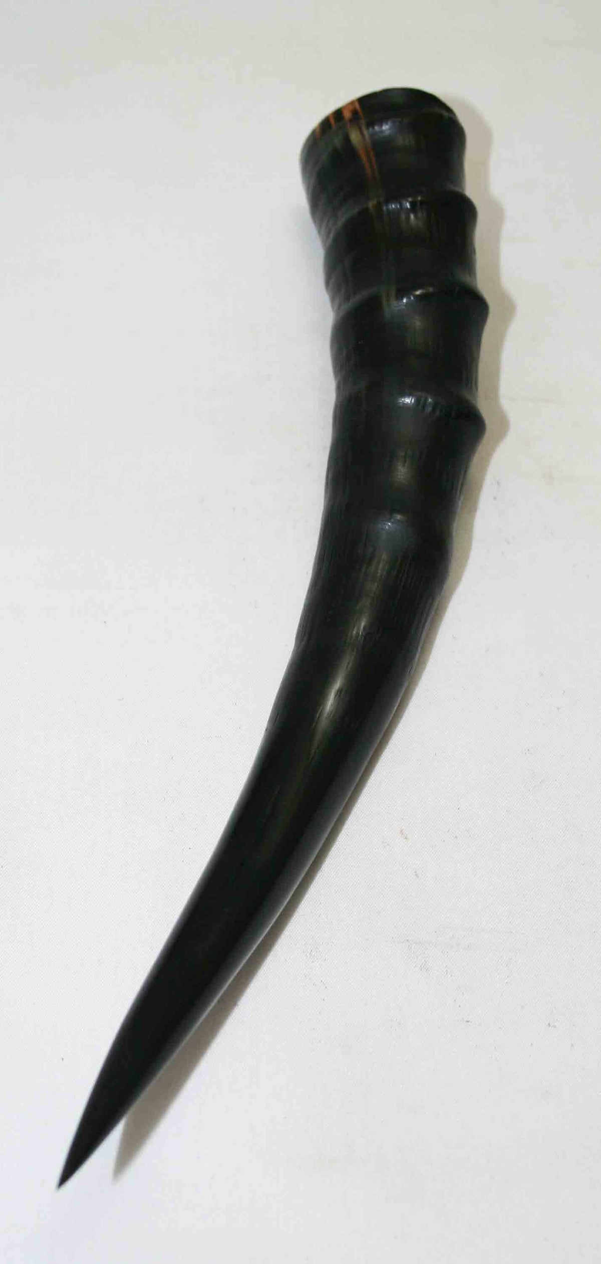 NB301NA4 Blesbok Whole Horn 11.50" x Top End 1.54" x 1.20"inch