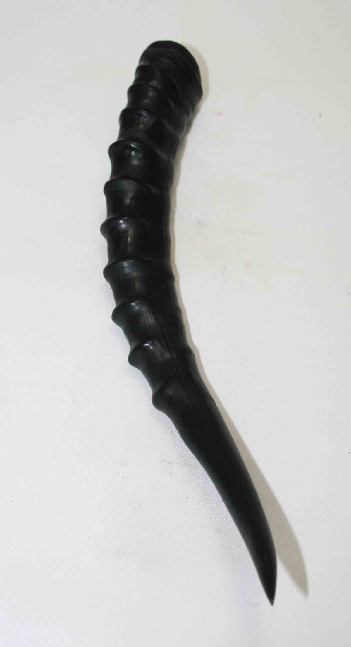 NB301NA6 Blesbok Whole Horn 8.75" x Top End 1.41" x 1.07"inch