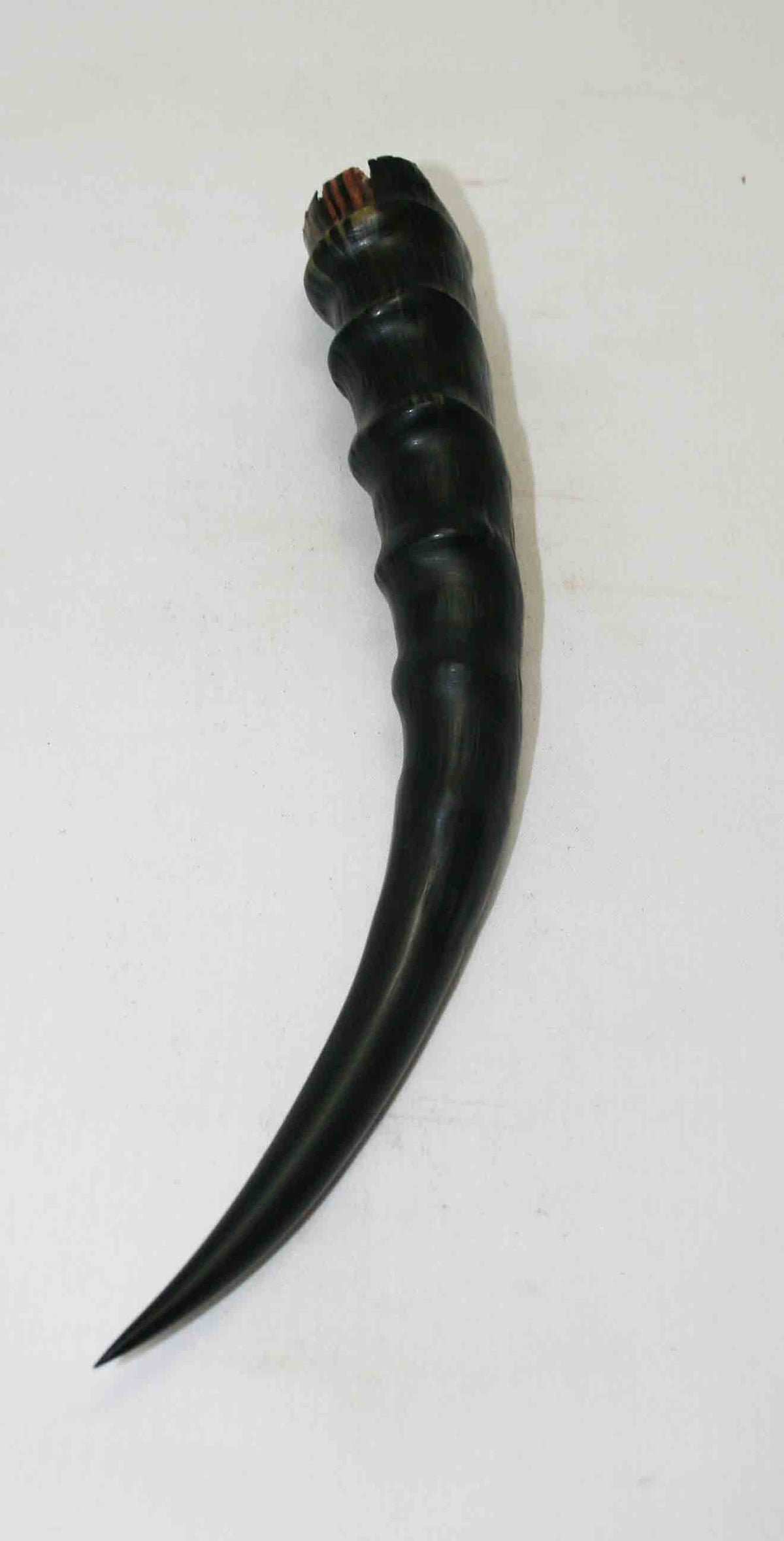 NB301NA7 Blesbok Whole Horn 9.00" x Top End 1.52" x 1.07"inch