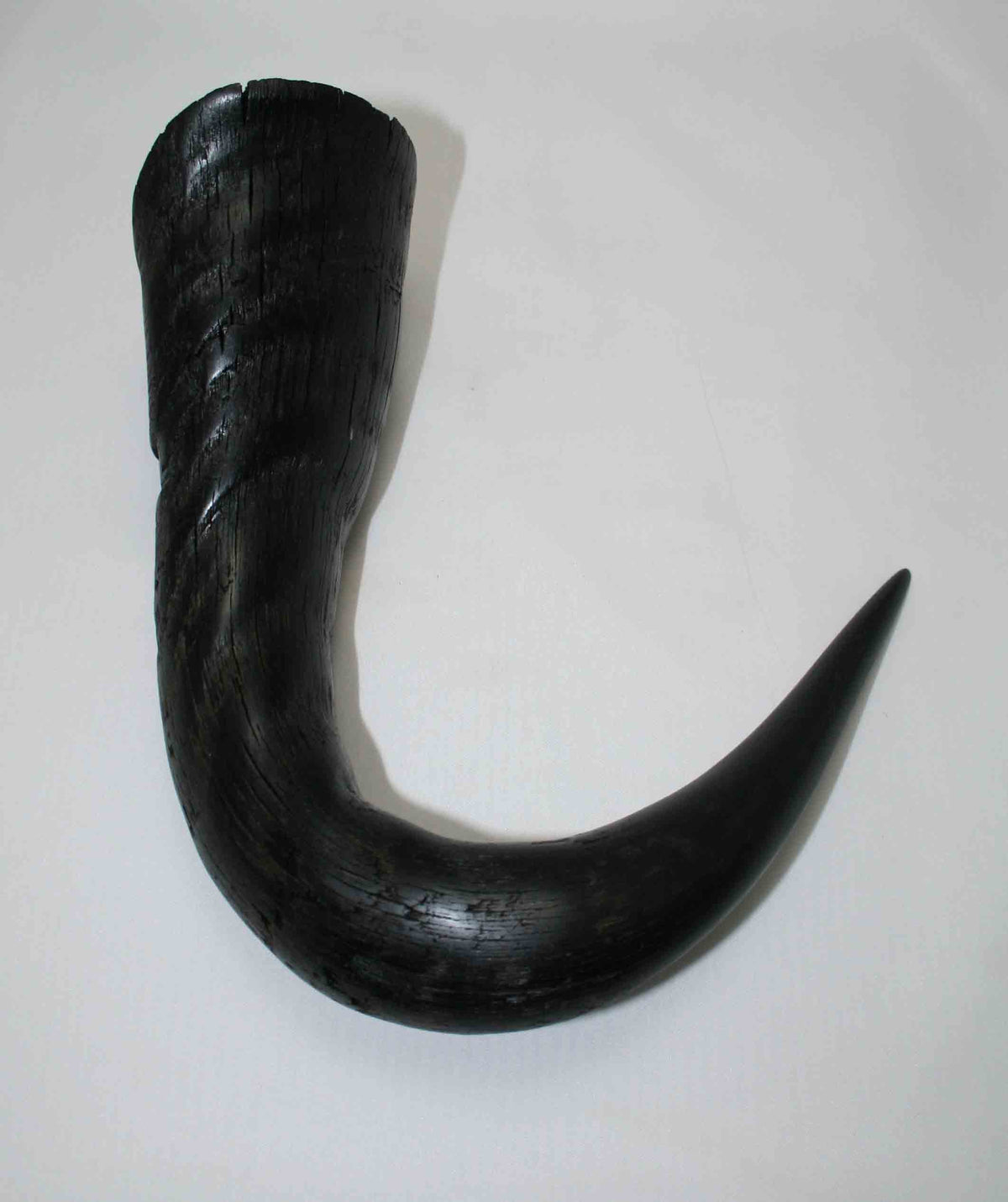 NB302LG1 Wildebeest Whole Horn