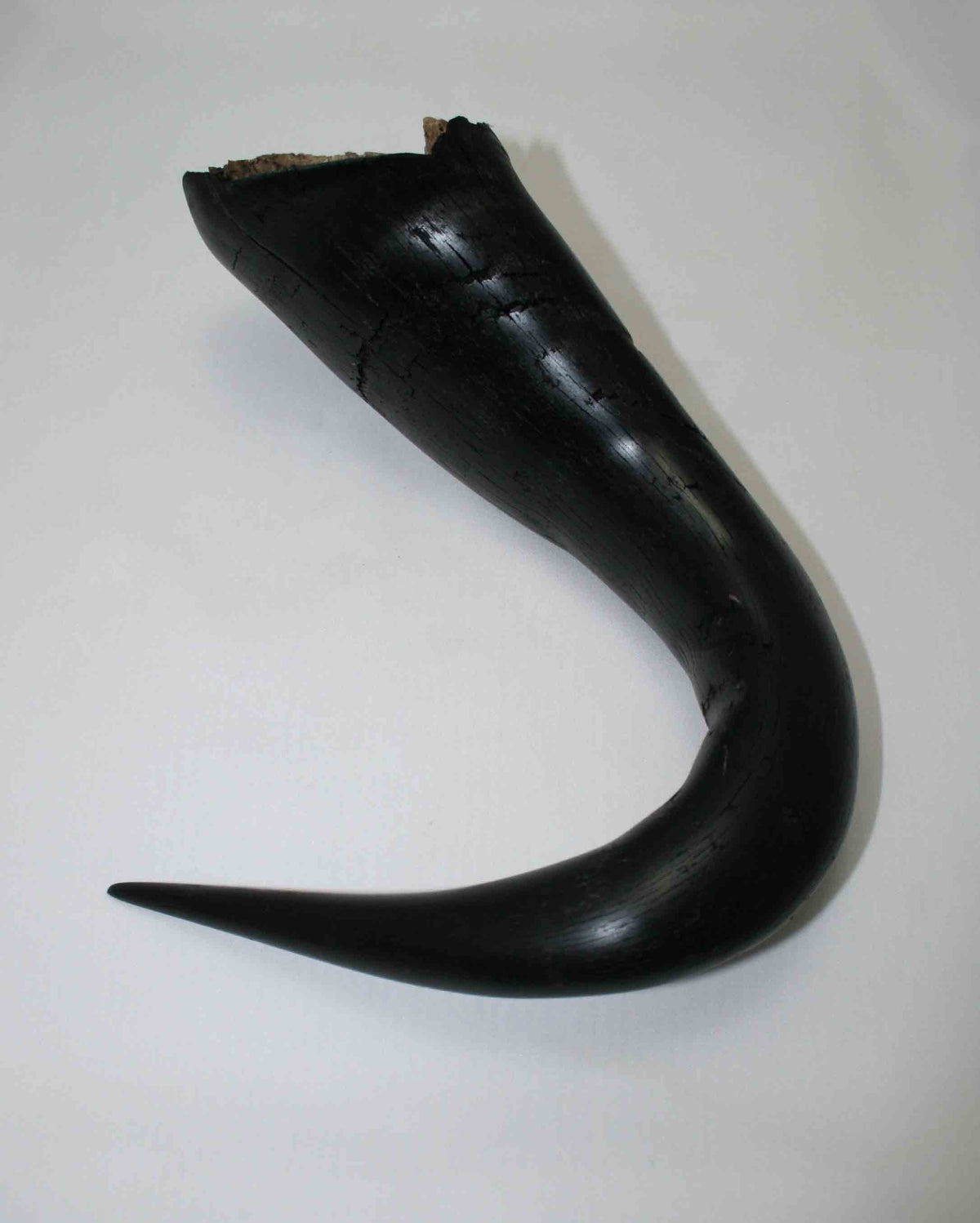 NB302LG3 Wildebeest Whole Horn