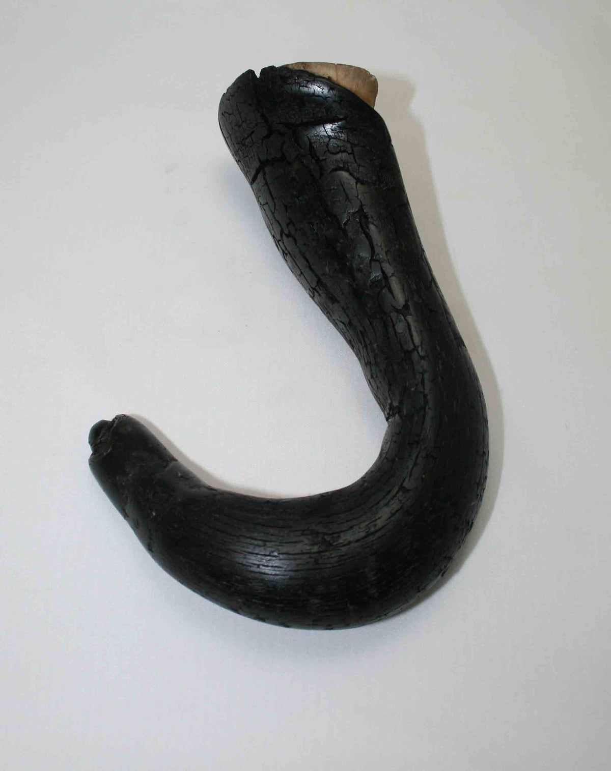 NB302LG5 Wildebeest Whole Horn