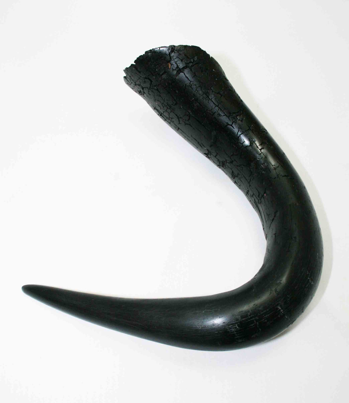 NB302MMA2 Wildebeest Whole Horn