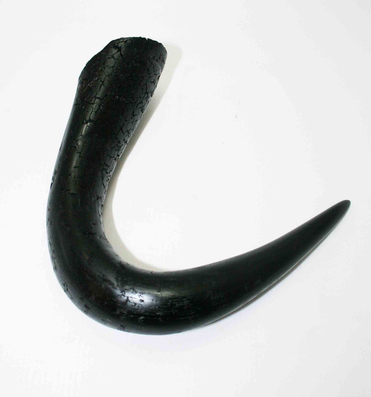 NB302MMA3 Wildebeest Whole Horn