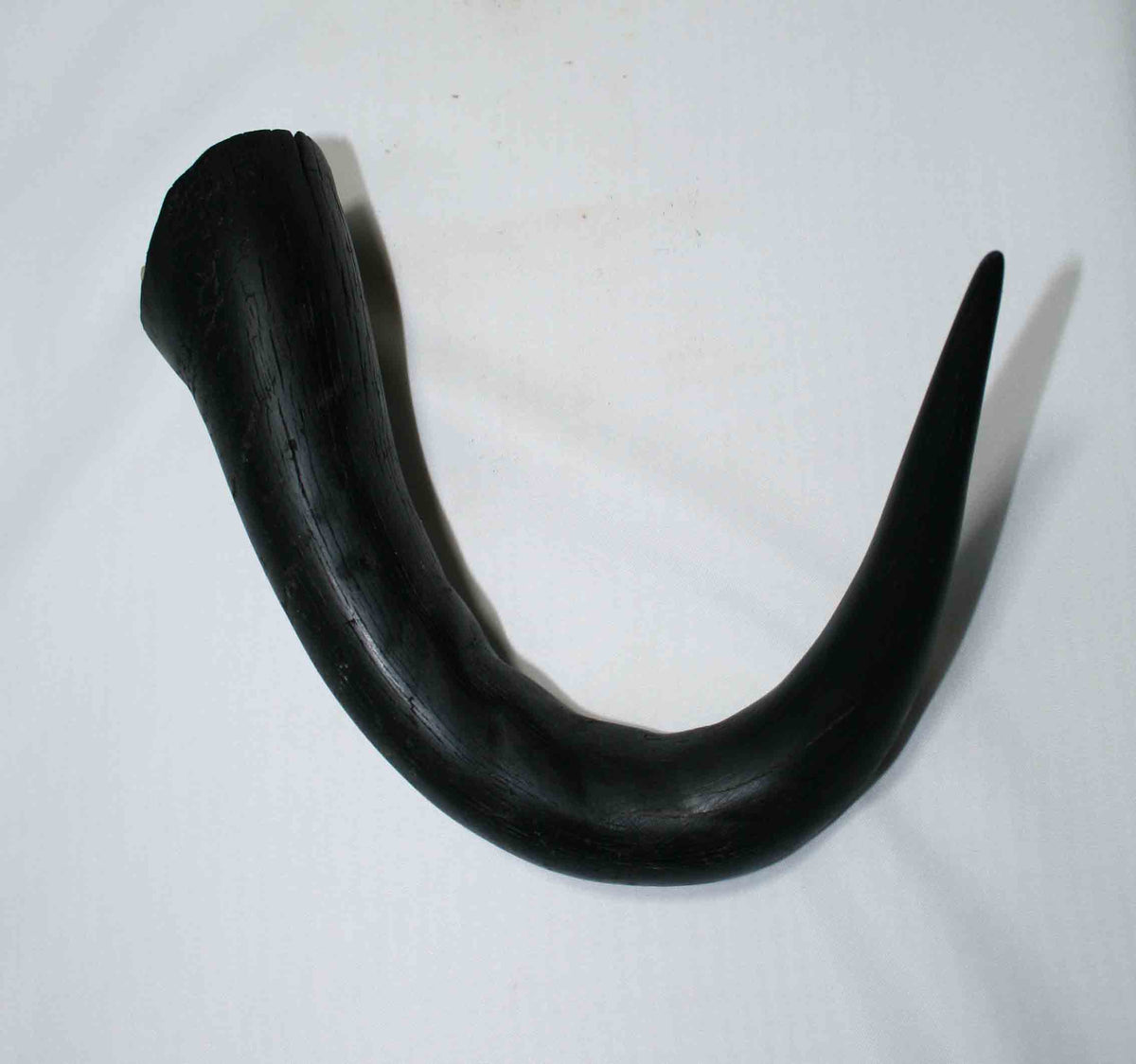 NB302NA1 Wildebeest Whole Horn 7.00" tip to bottom x 2.62" x 2.17" top inch