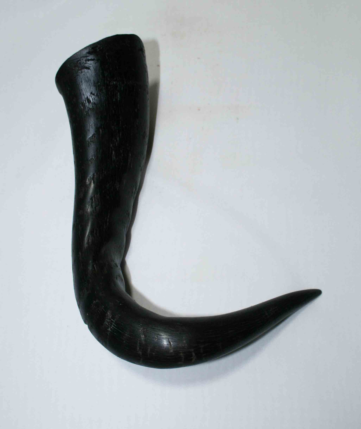 NB302NA2 Wildebeest Whole Horn 8.00" tip to bottom x 2.51" x 2.15" top inch
