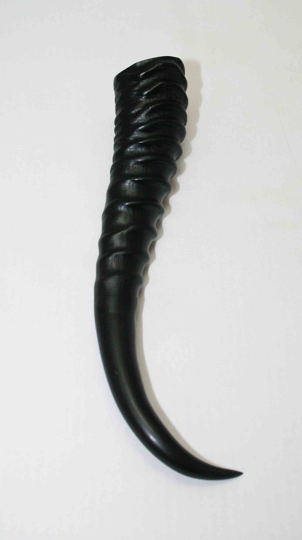 NB401LG10 Springbok Whole Horn Male