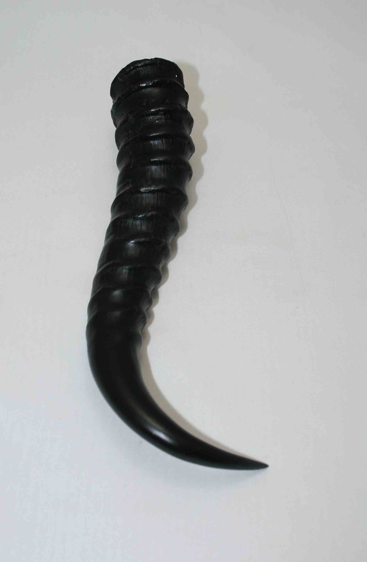 NB401LG1 Springbok Whole Horn Male