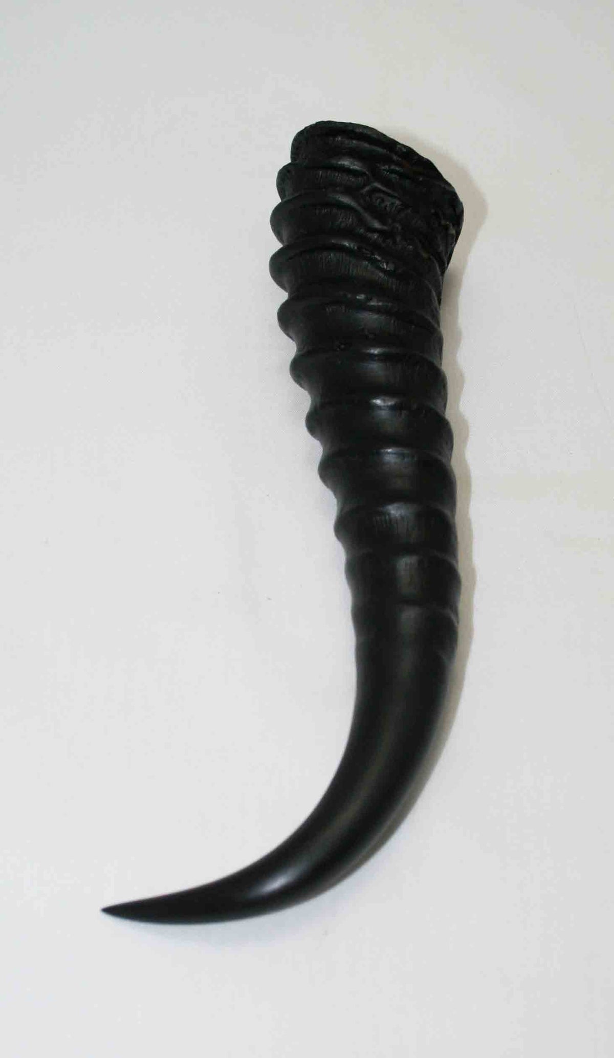 NB401LG2 Springbok Whole Horn Male