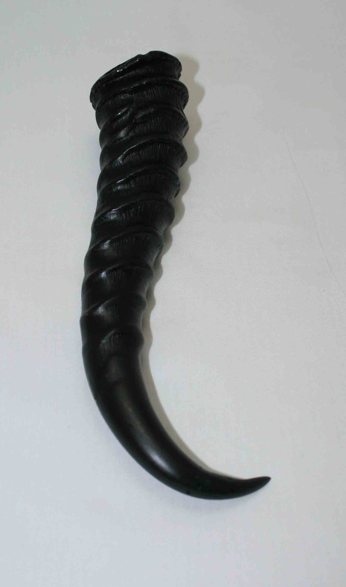 NB401LG4 Springbok Whole Horn Male