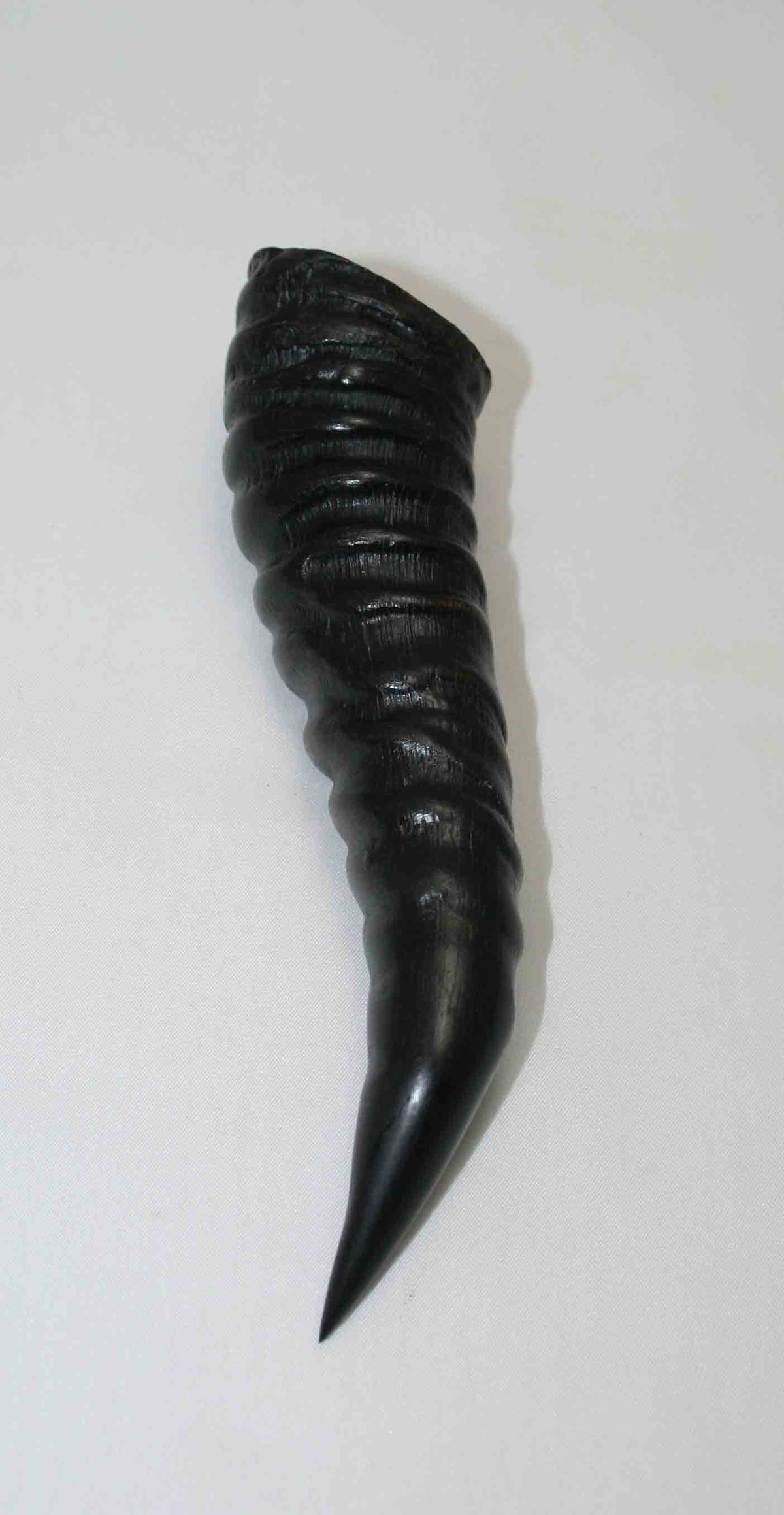 NB401LG6 Springbok Whole Horn Male - Jantz Supply