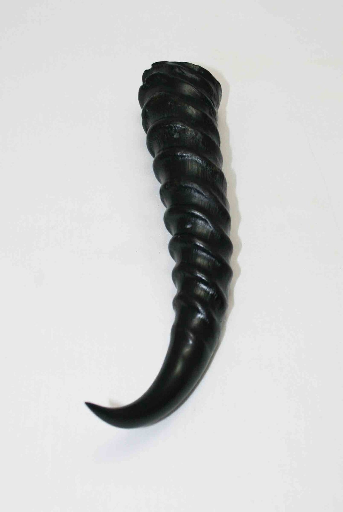 NB401LG9 Springbok Whole Horn Male