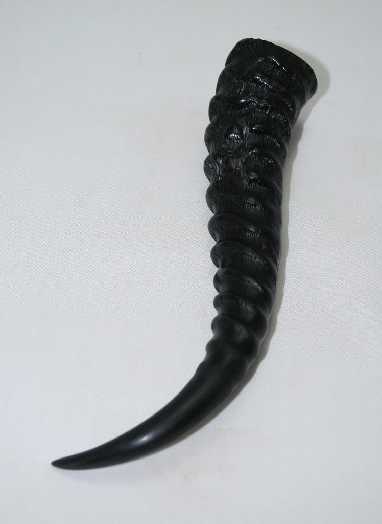 NB401MAN9 Springbok Whole Horn Male