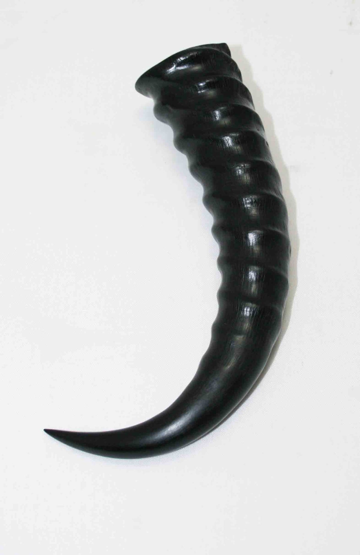 NB401MMA1 Springbok Whole Horn Male