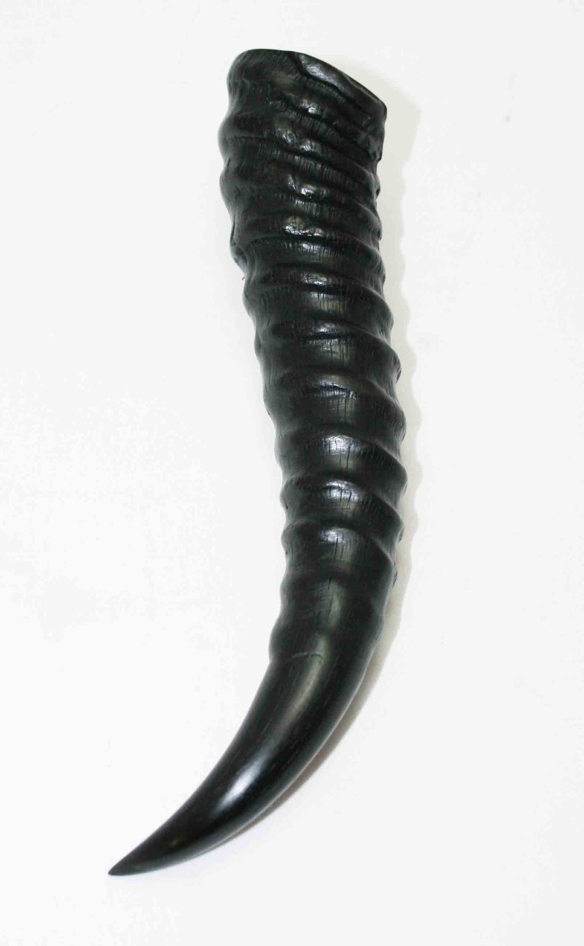 NB401MMA3 Springbok Whole Horn Male