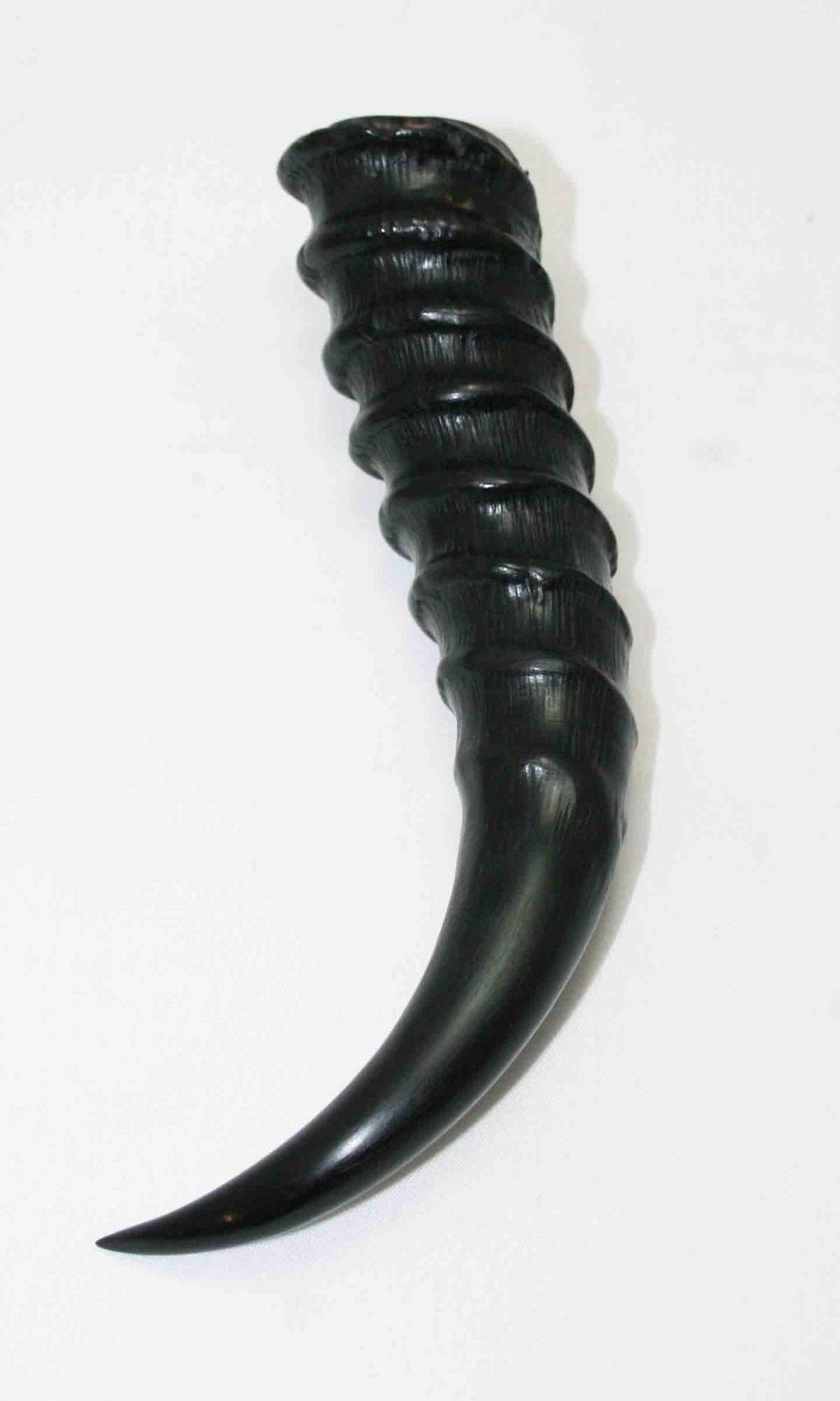 NB401MMA6 Springbok Whole Horn Male