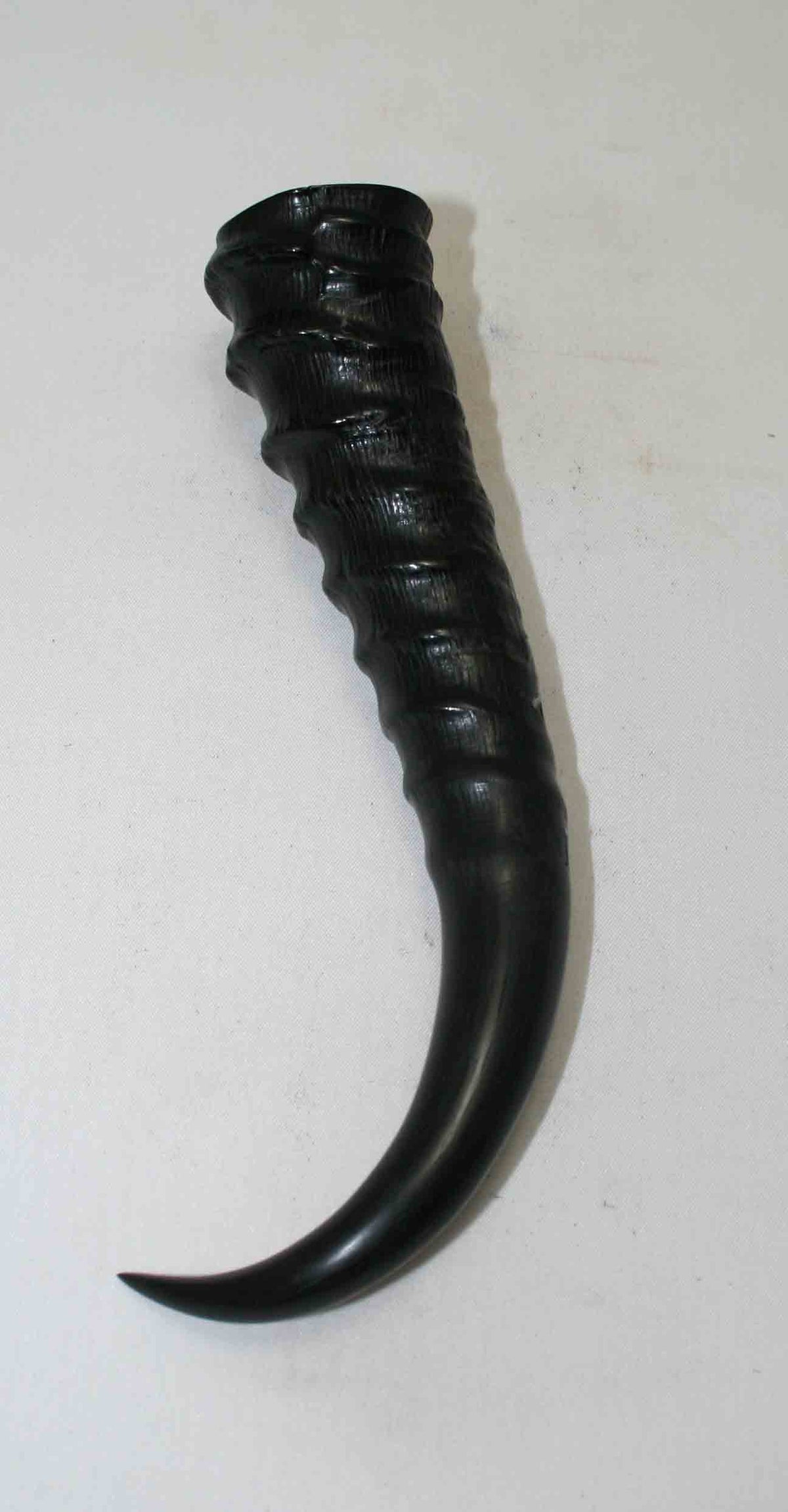 NB401NA1 Springbok Whole Horn Male 6.25" x (Top end) 1.29" x 1.13" inch
