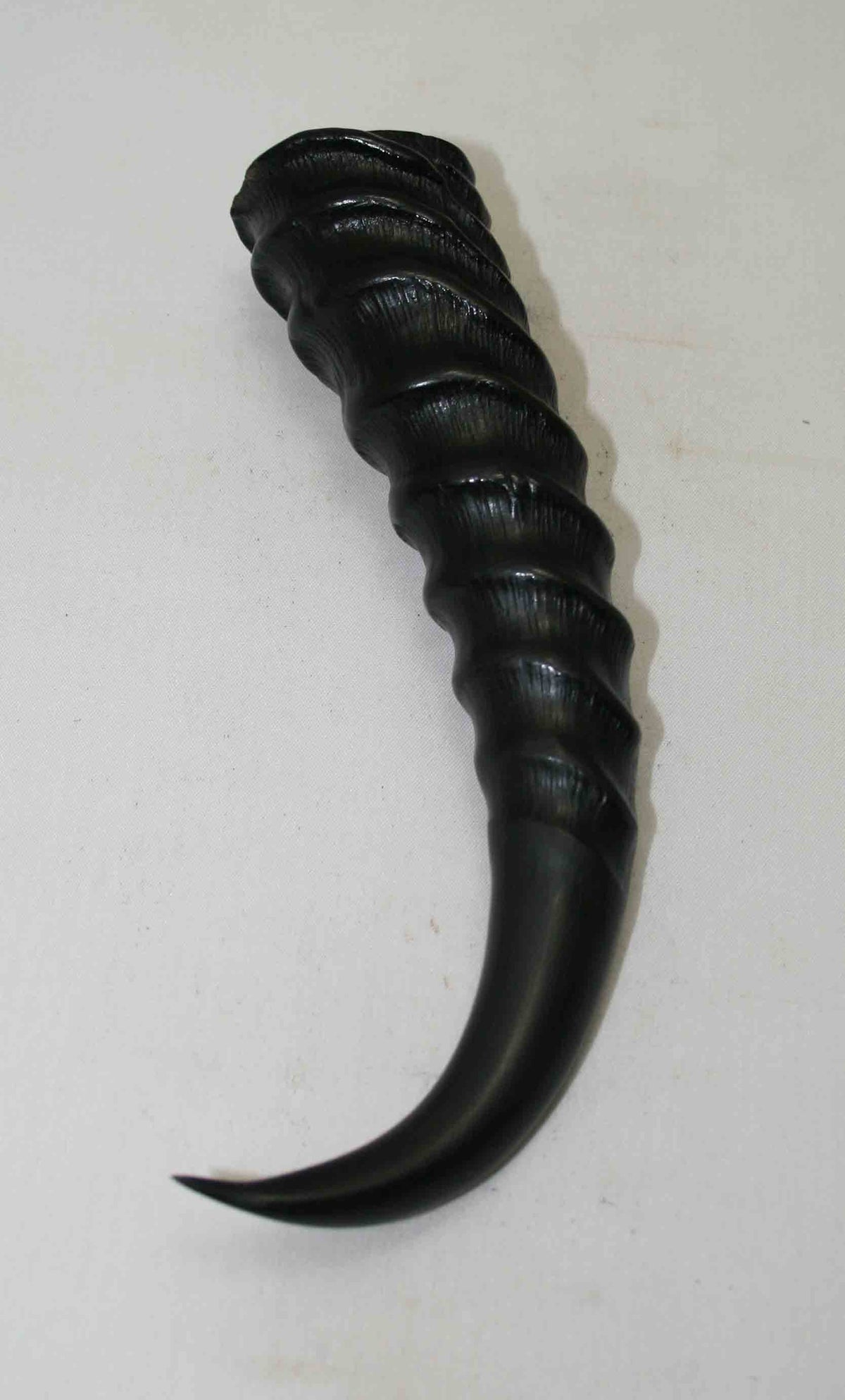 NB401NA2 Springbok Whole Horn Male 6.00" x (Top end) 1.47" x 1.34" inch