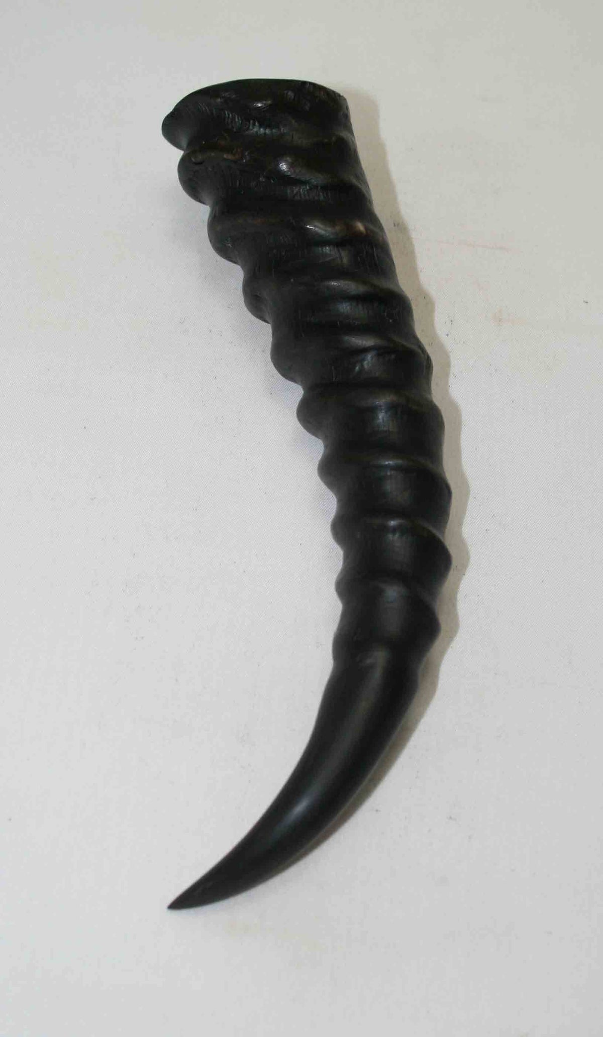 NB401NA3 Springbok Whole Horn Male 7.00" x (Top end) 1.46" x 1.43" inch