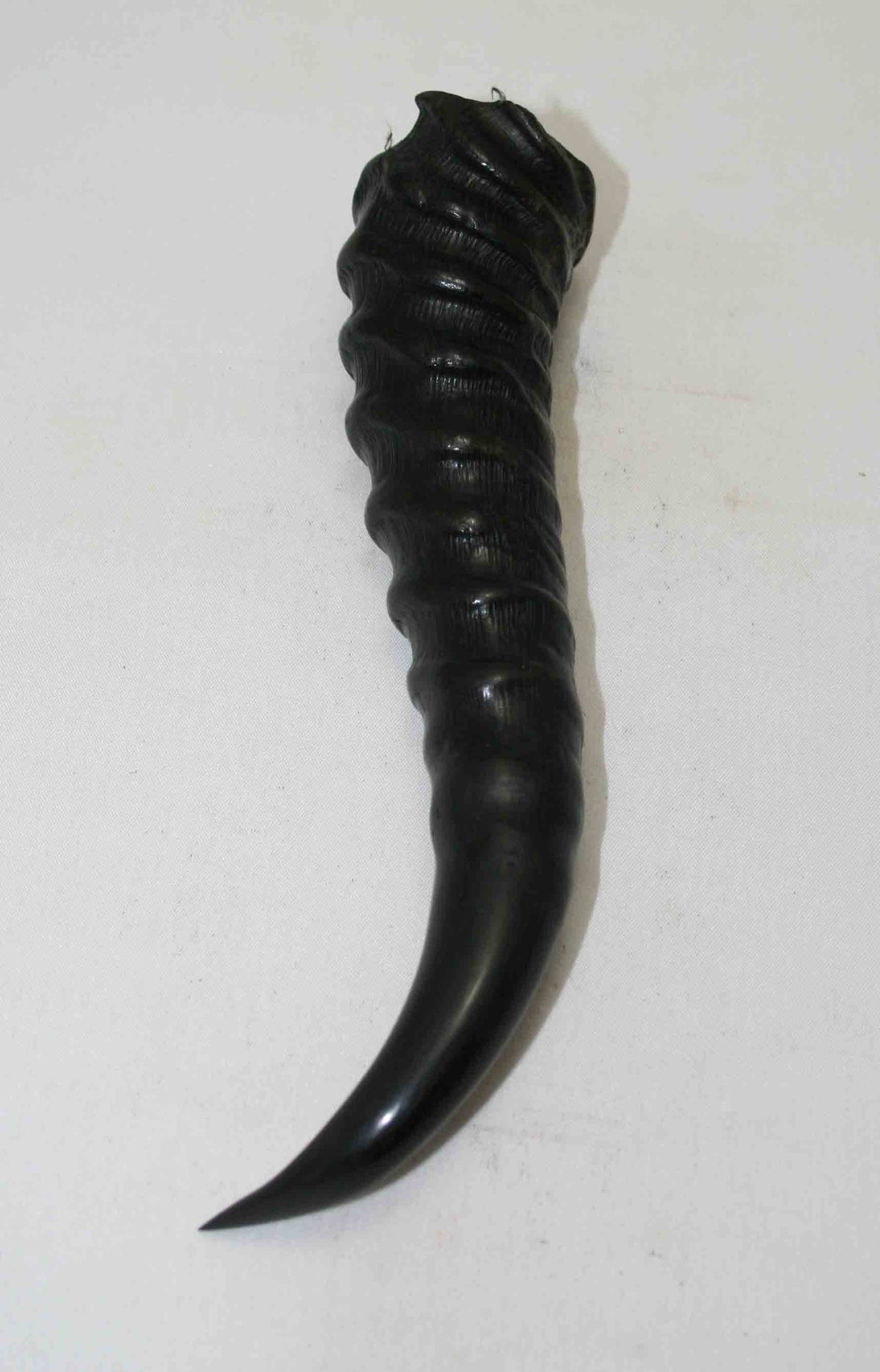 NB401NA5 Springbok Whole Horn Male 6.75" x (Top end) 1.34" x 1.20" inch