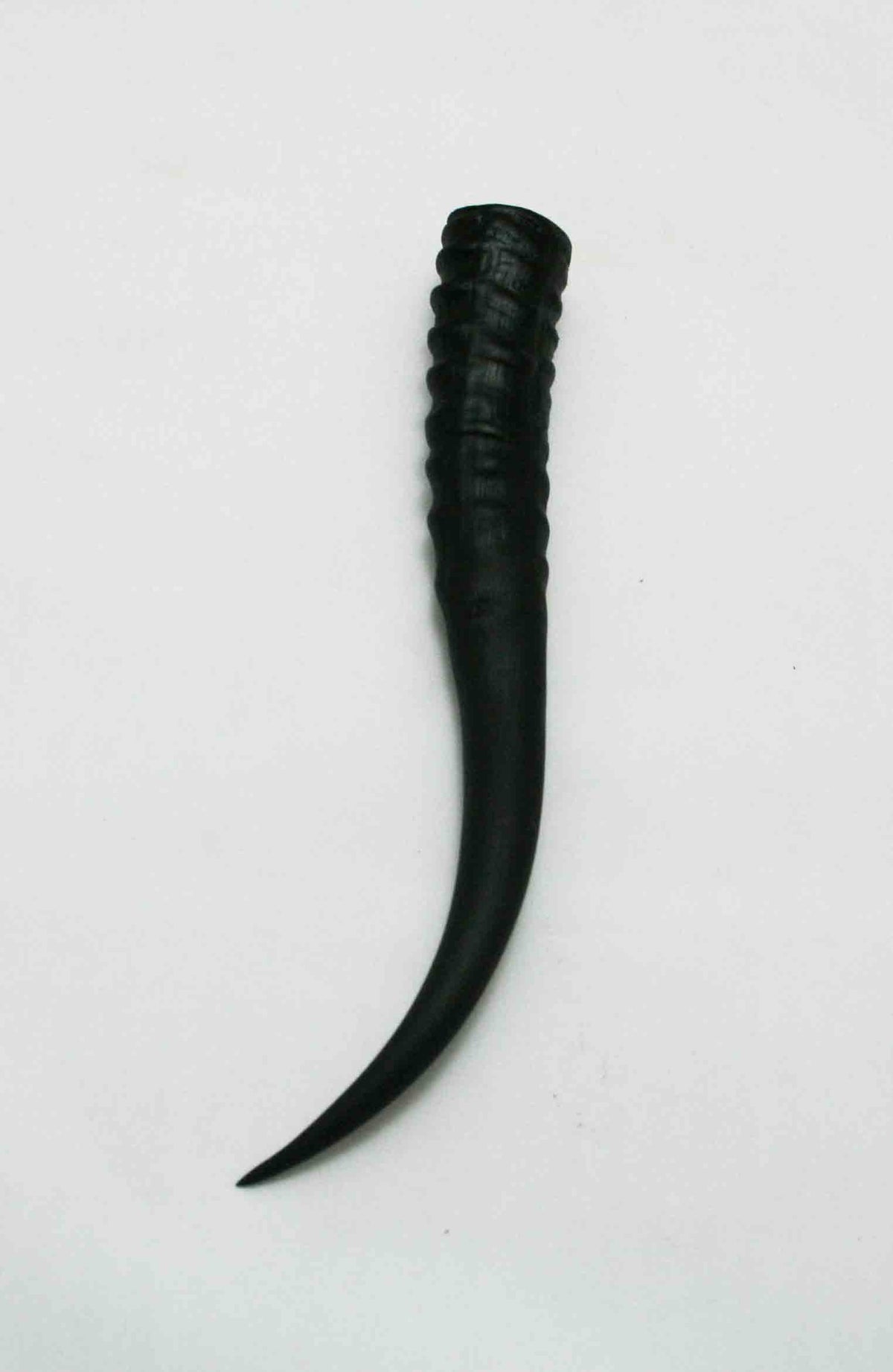 NB402JS12 Springbok Whole Horn Female