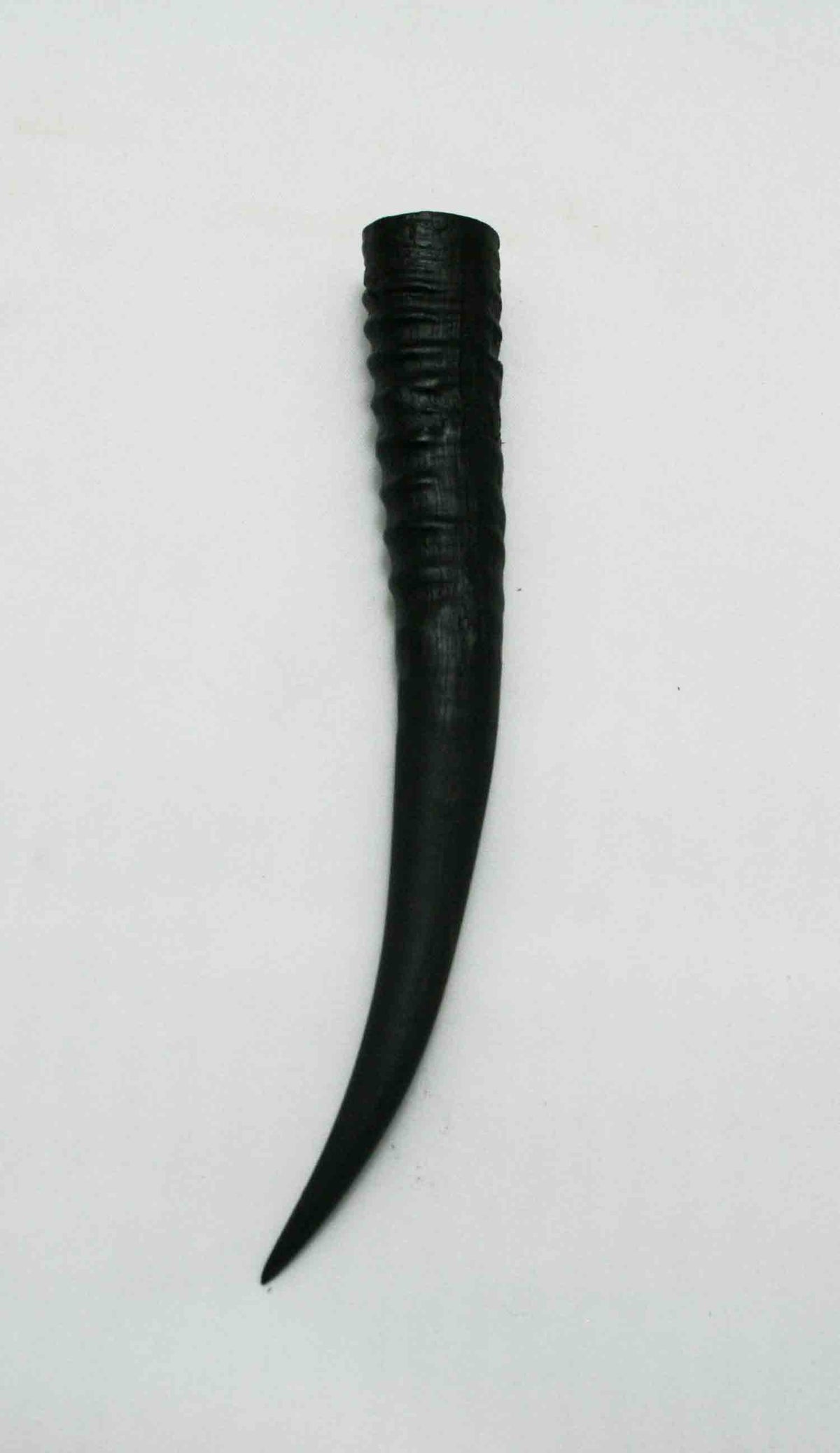 NB402JS14 Springbok Whole Horn Female