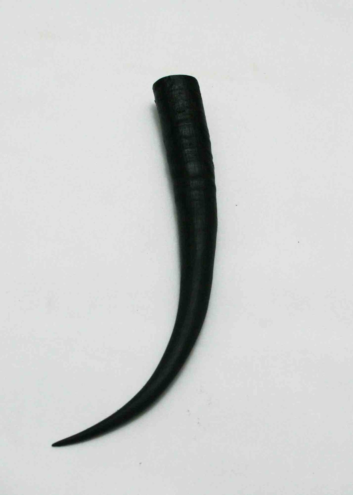 NB402JS17 Springbok Whole Horn Female