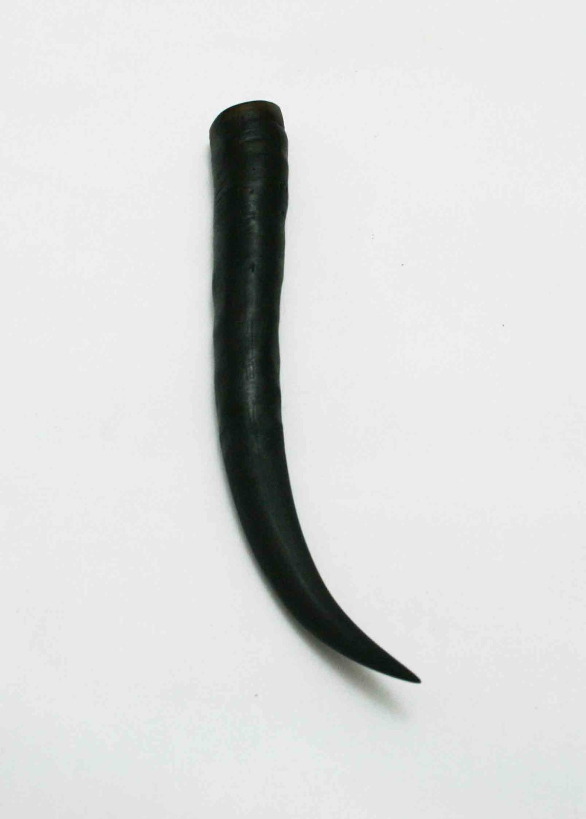 NB402JS1 Springbok Whole Horn Female