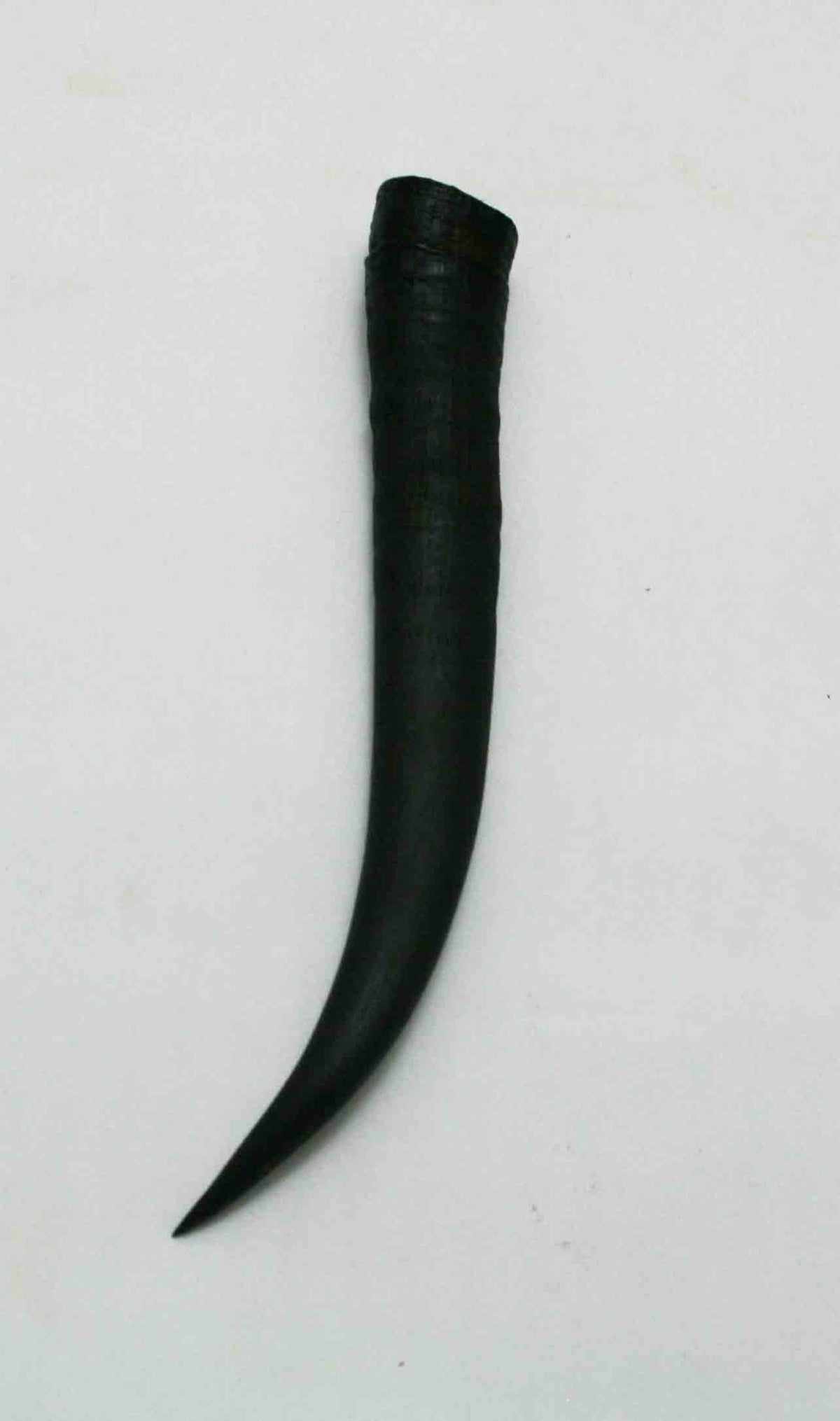 NB402JS21 Springbok Whole Horn Female