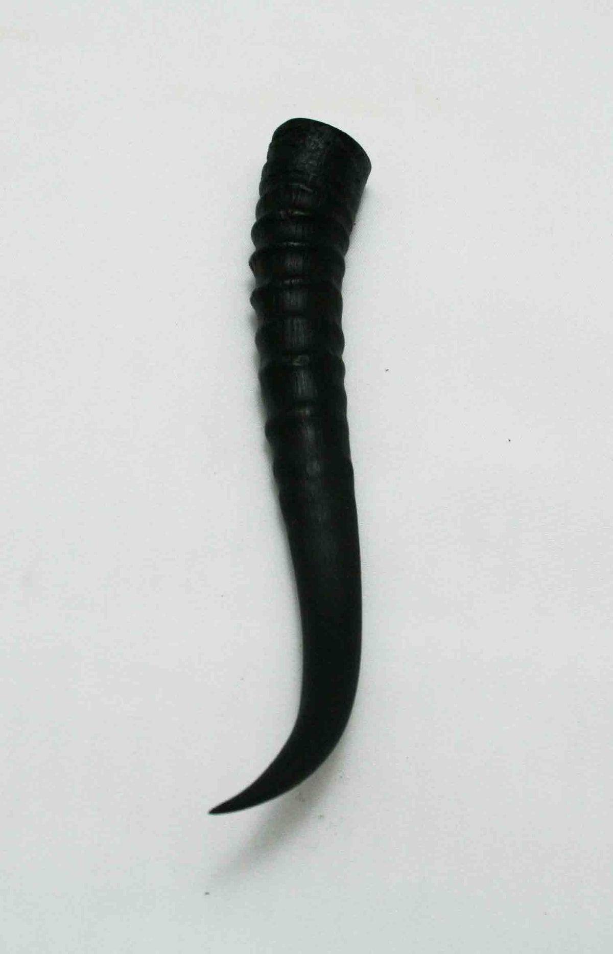 NB402JS25 Springbok Whole Horn Female