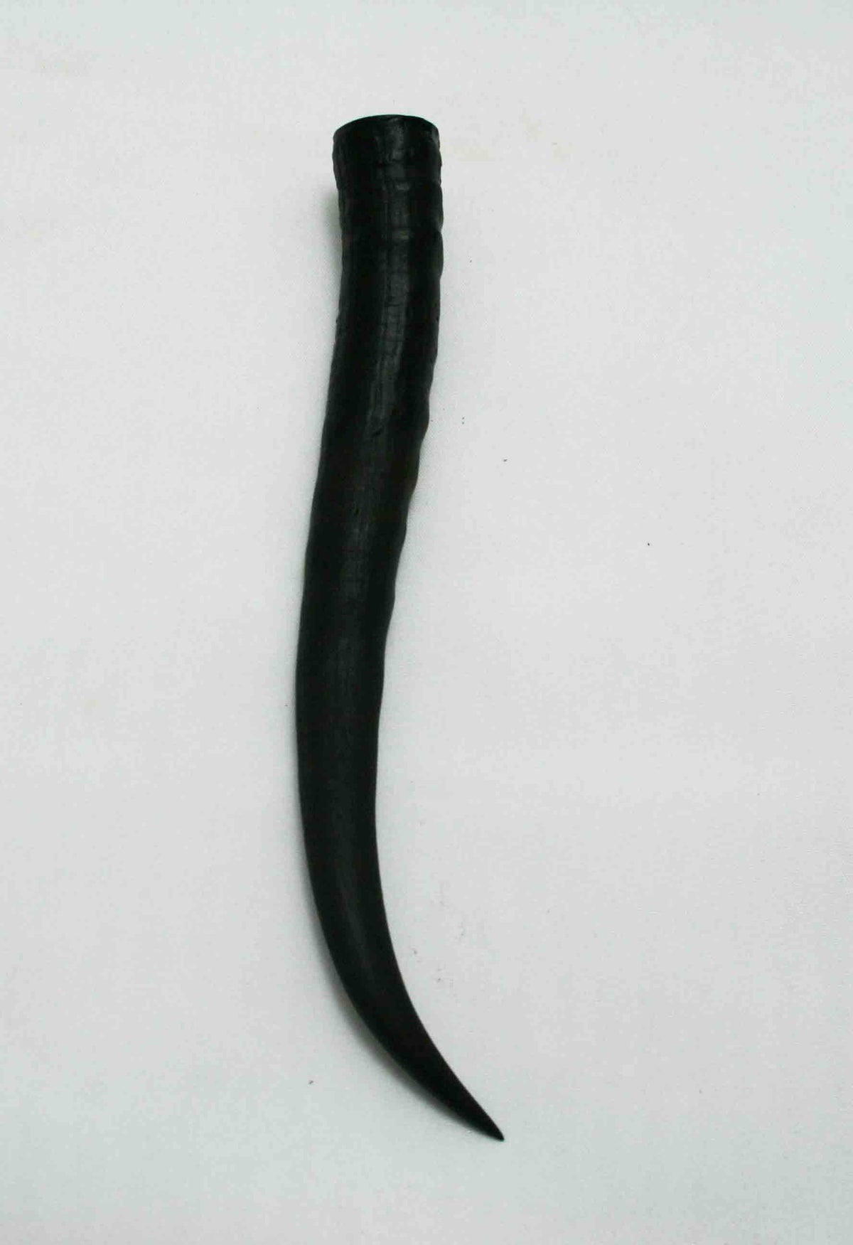 NB402JS4 Springbok Whole Horn Female