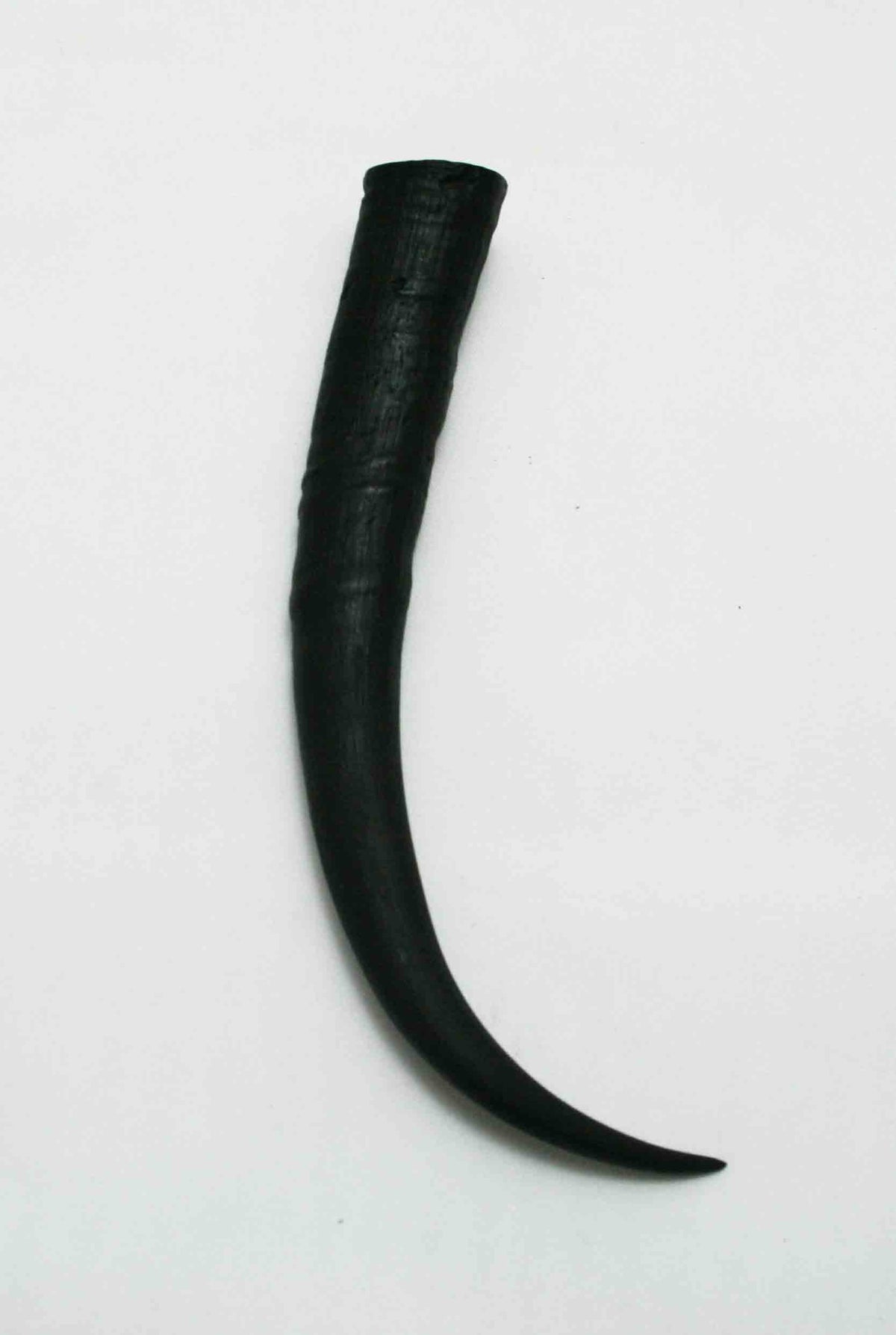 NB402JS5 Springbok Whole Horn Female