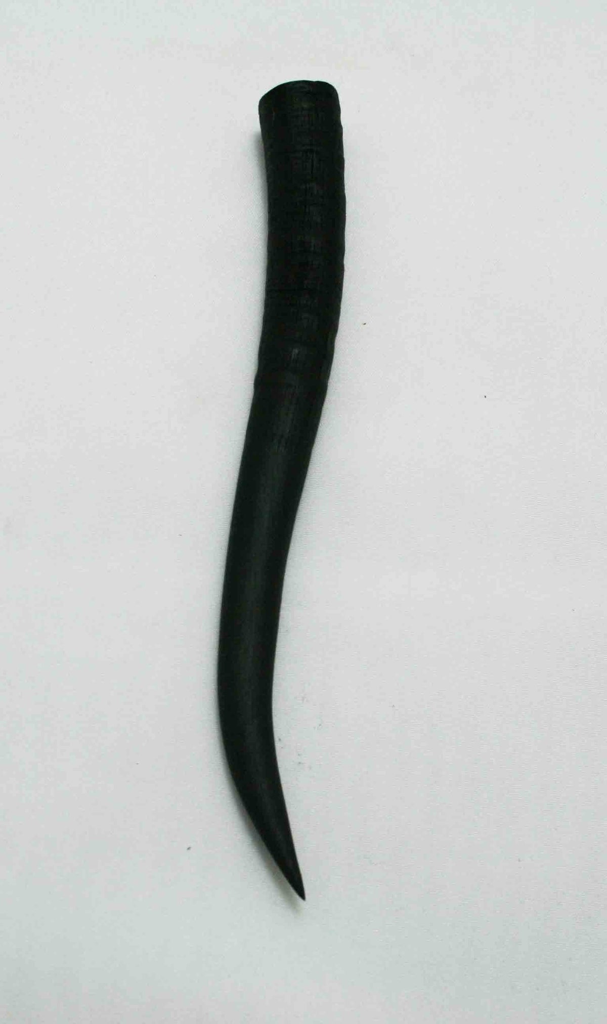 NB402JS6 Springbok Whole Horn Female