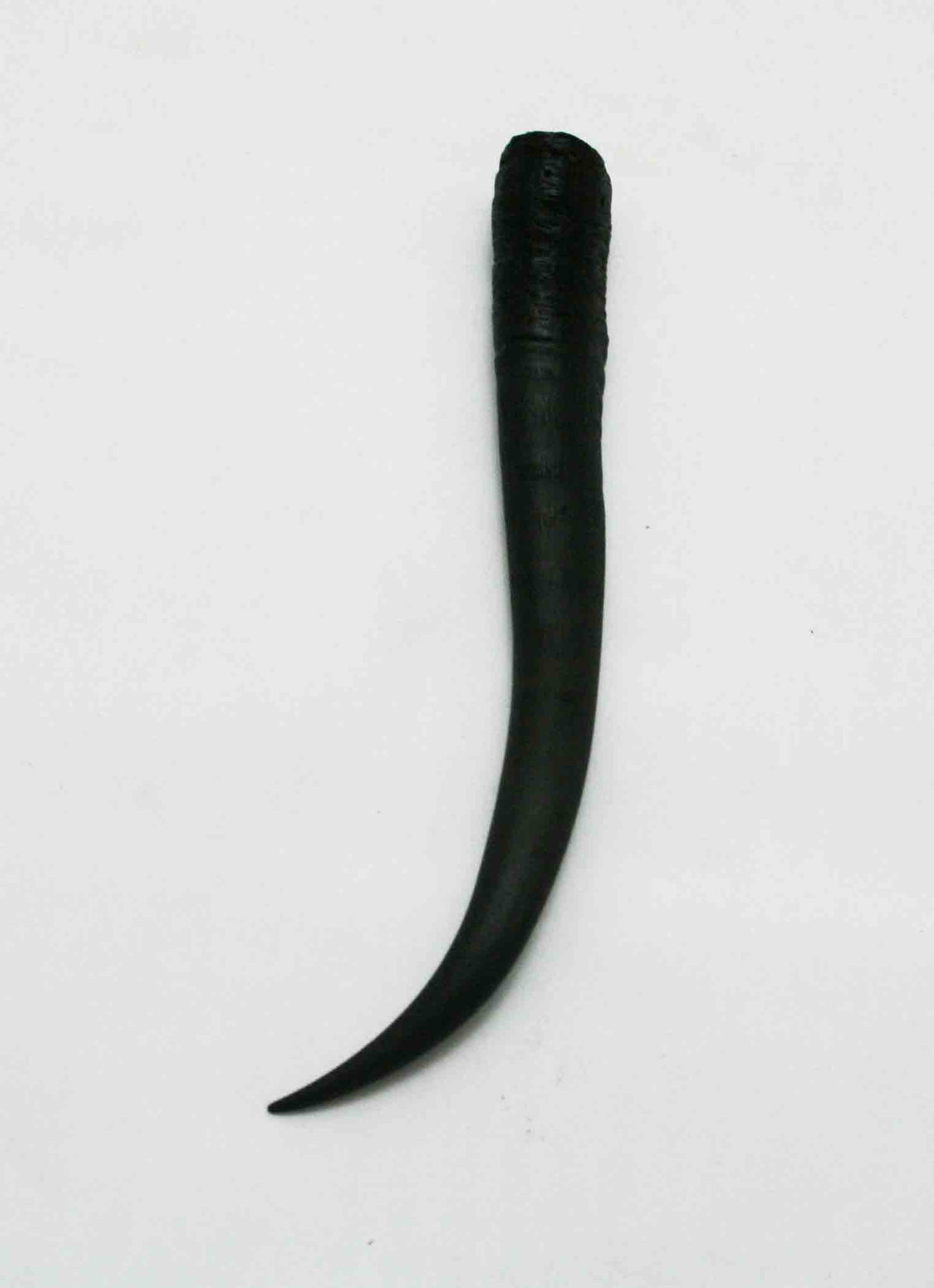 NB402JS8 Springbok Whole Horn Female