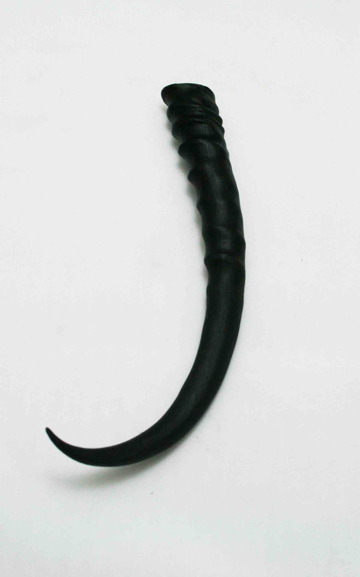 NB402JS9 Springbok Whole Horn Female