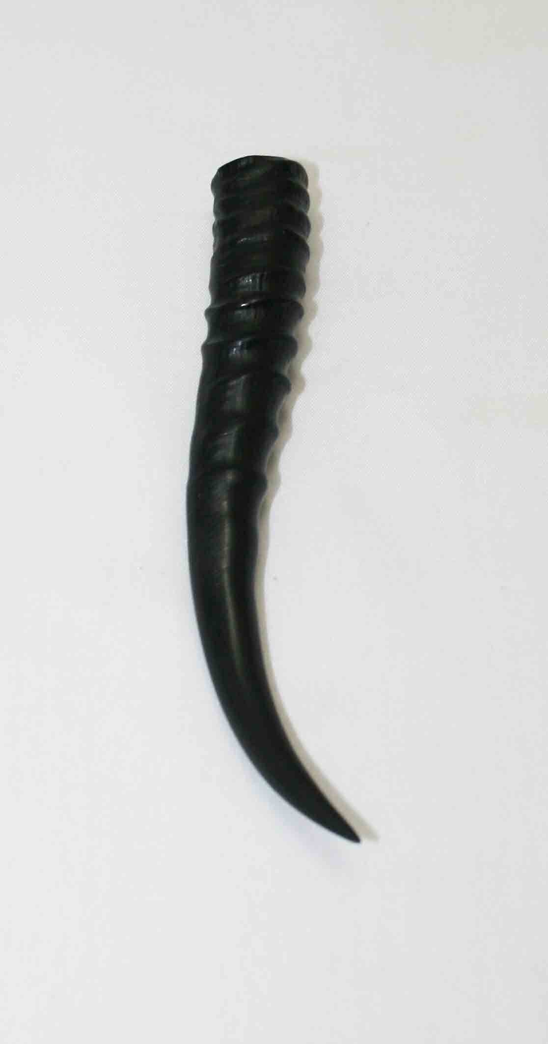 NB402LG11 Springbok Whole Horn Female
