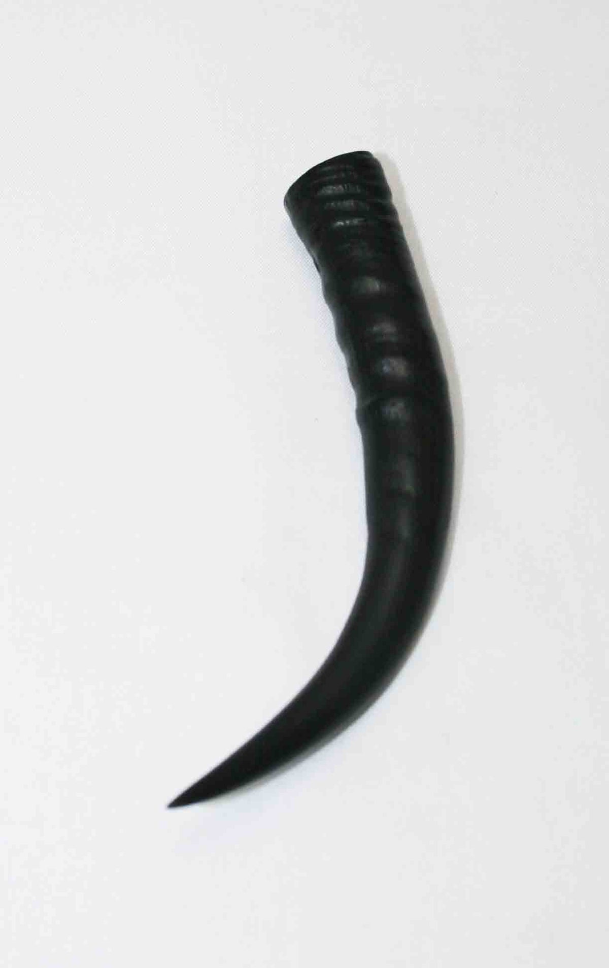 NB402LG12 Springbok Whole Horn Female
