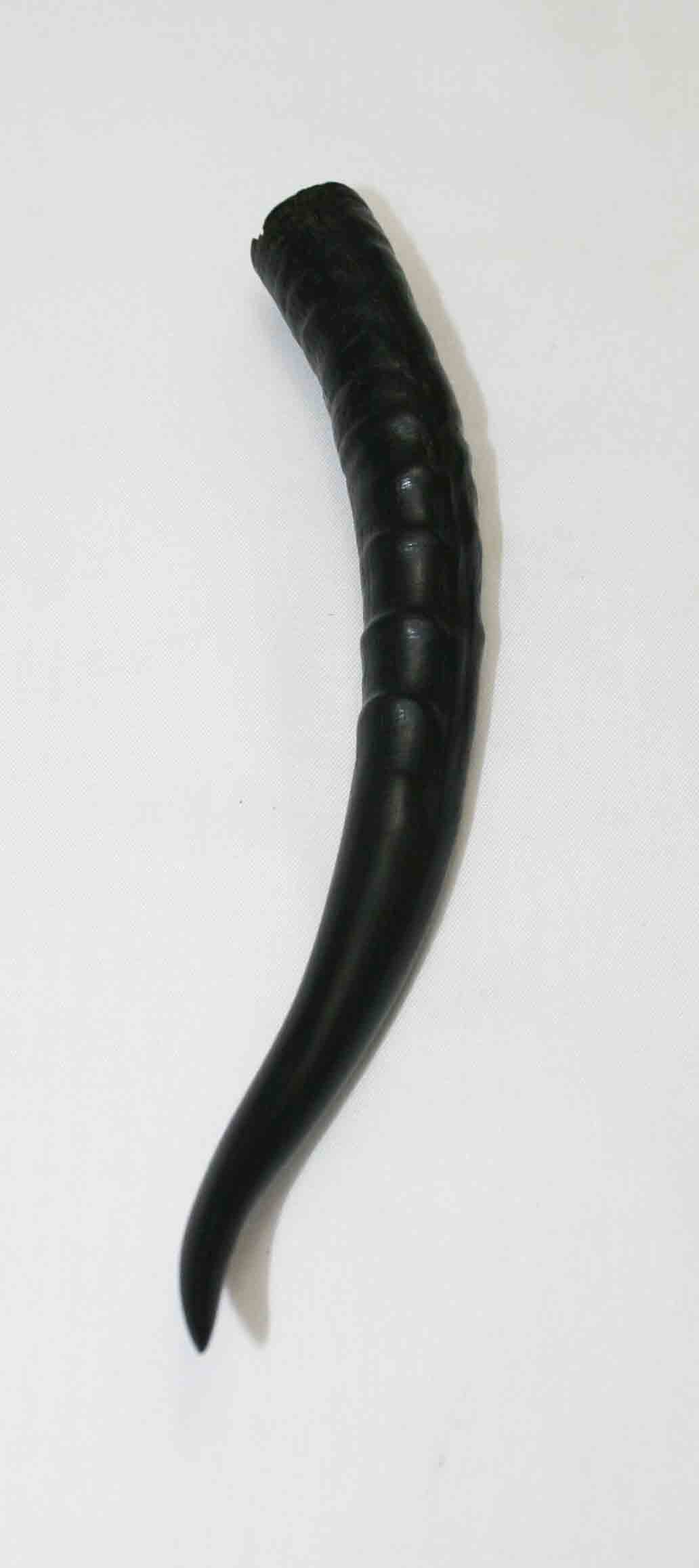 NB402LG14 Springbok Whole Horn Female