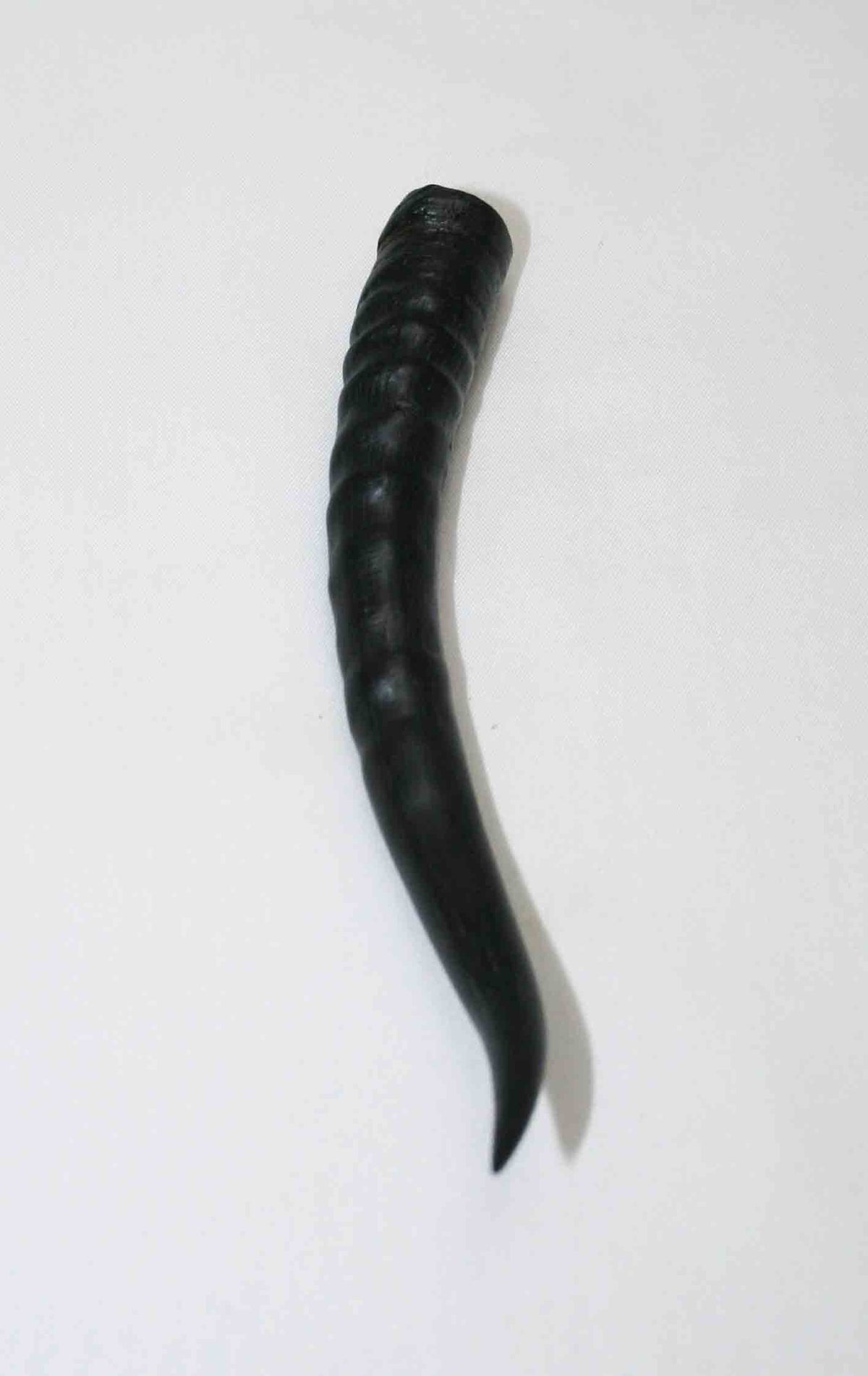 NB402LG15 Springbok Whole Horn Female