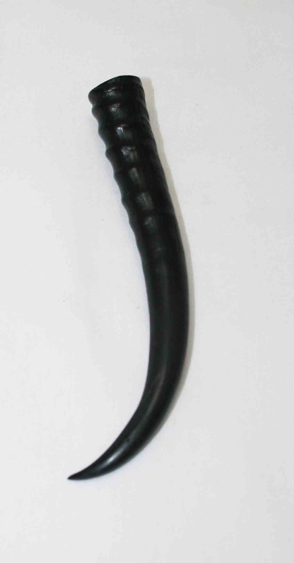 NB402LG16 Springbok Whole Horn Female